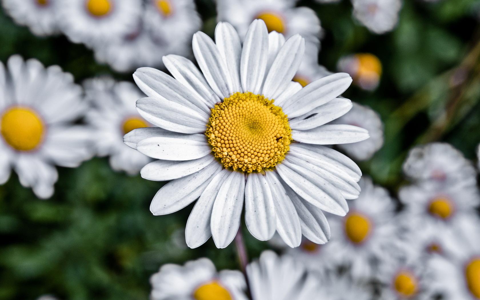 Lovely HD Chamomile Flowers Wallpaper