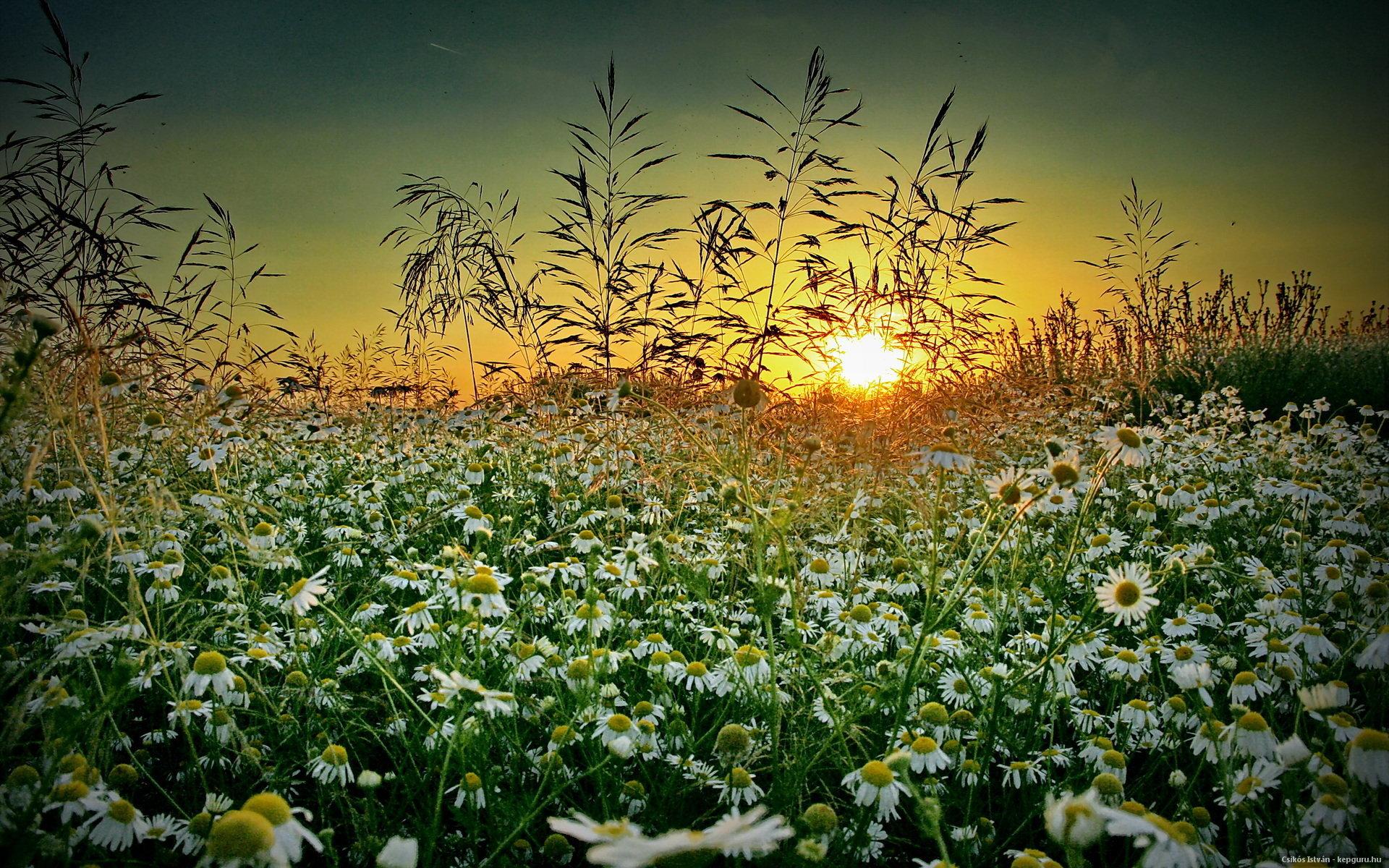 Chamomile Wallpaper And Background