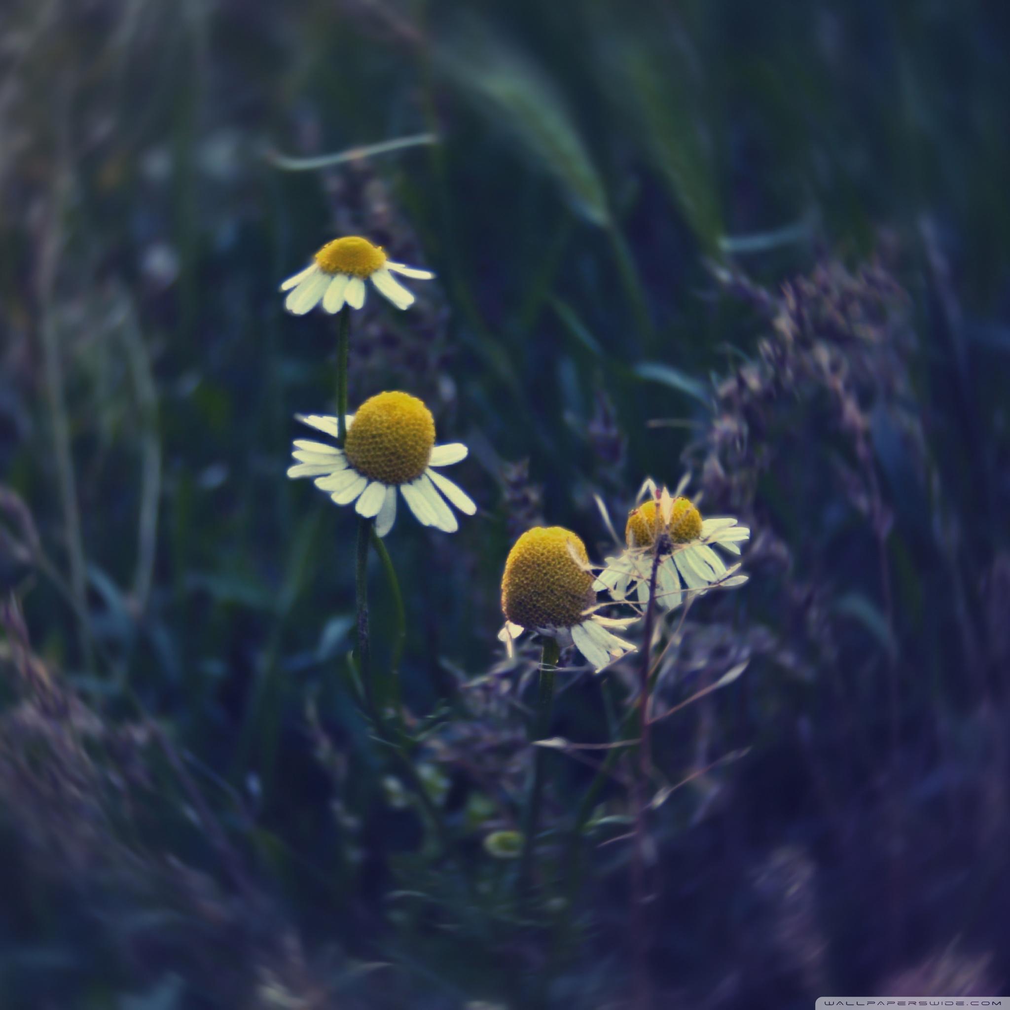 Chamomiles Wallpapers - Wallpaper Cave