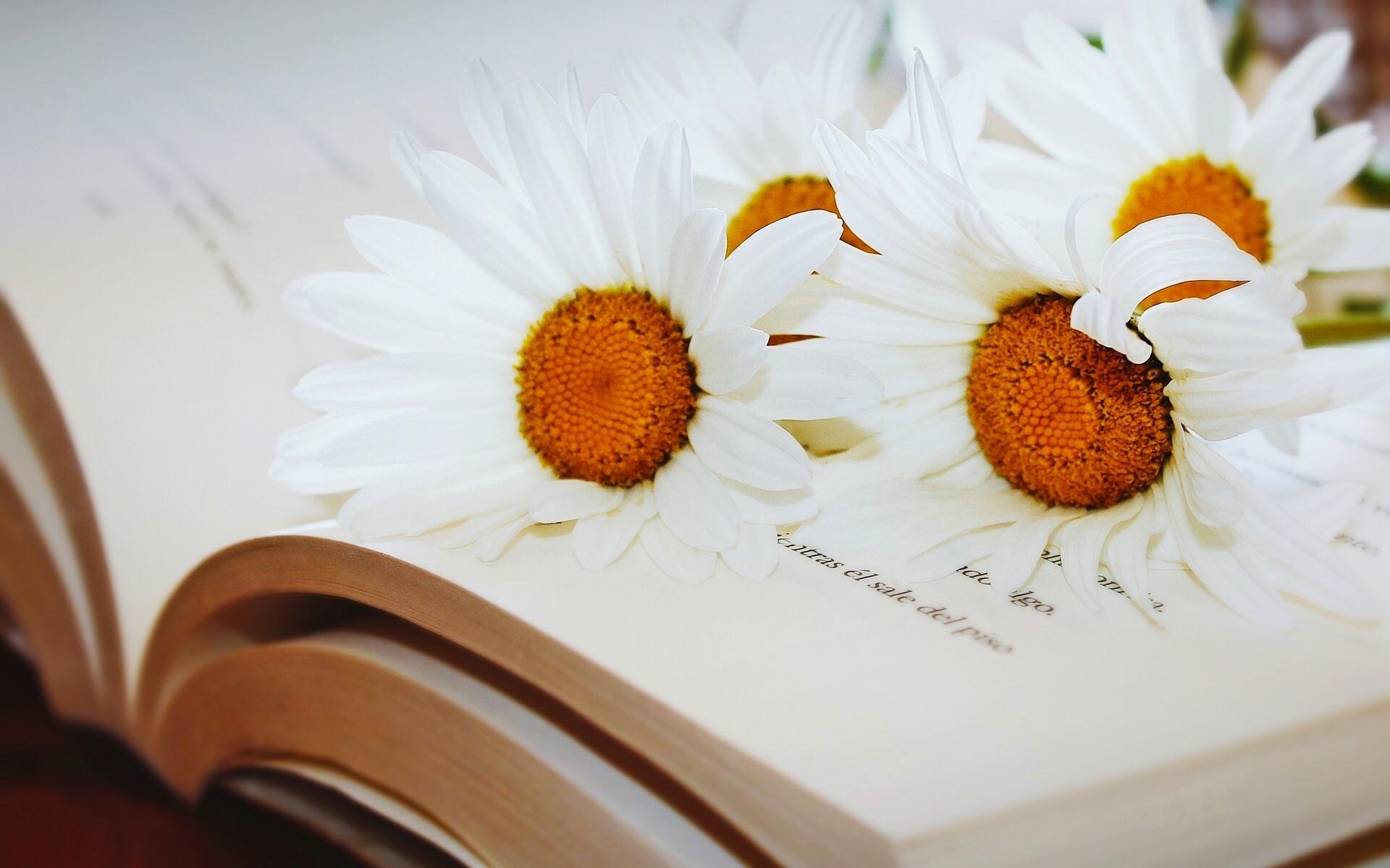 Wallpaper Book, white chamomile 1920x1200 HD Picture, Image