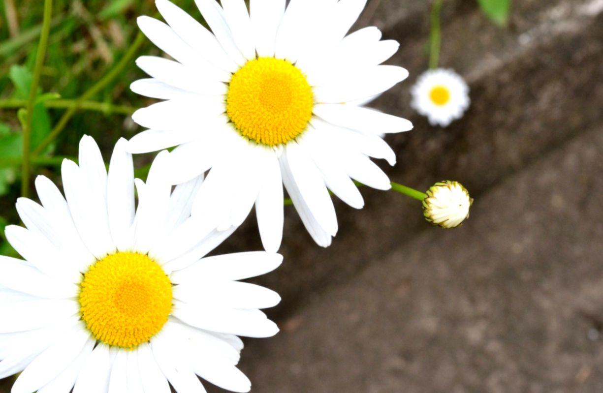 Chamomile White Flowers HD Wallpaper