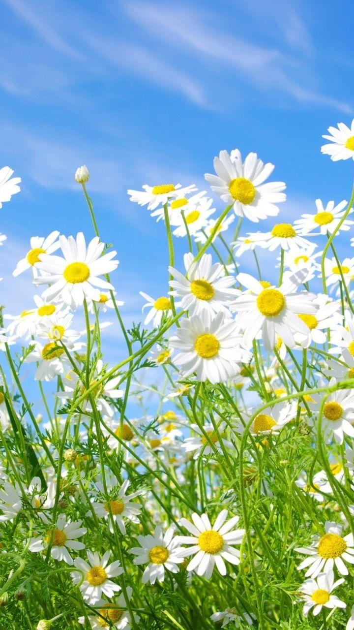 Wallpaper chamomile, flowers, meadow, sunny, green, sky