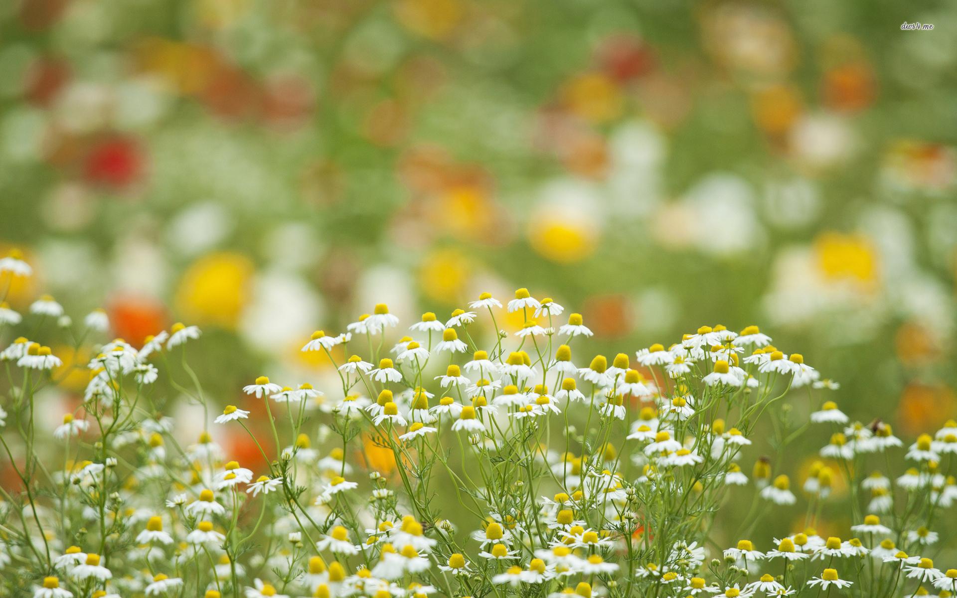 Chamomiles wallpaper wallpaper