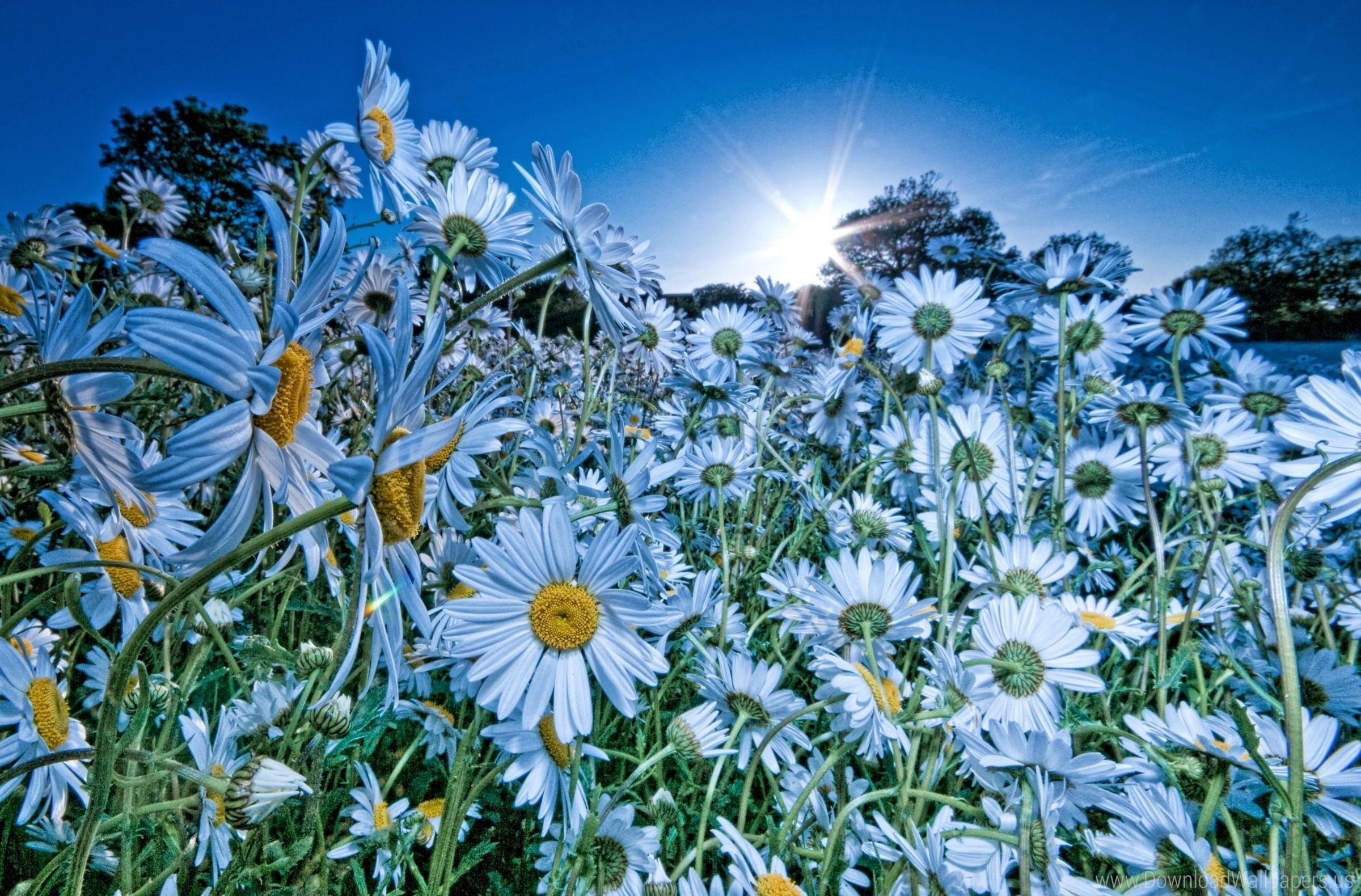Chamomile, Evening, Flowers, Meadow, Rays, Sky, Sun Wallpaper