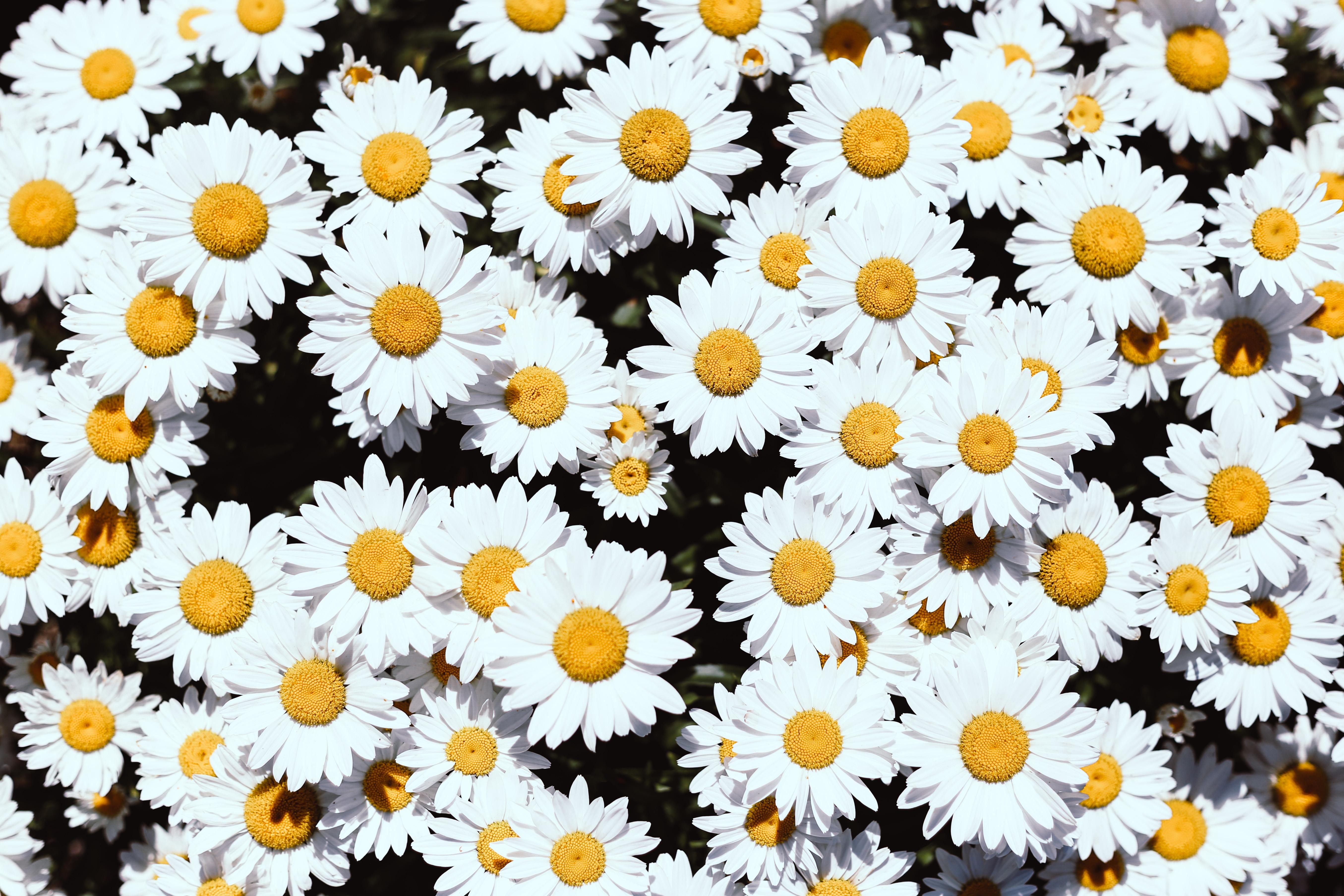 wallpaper chamomile, flowers, white, bloom, plants HD, Widescreen