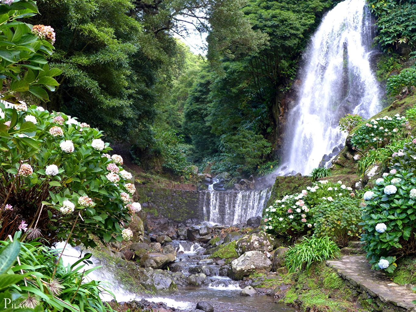 Image Portugal Achadinha Azores Nature Waterfalls Bush