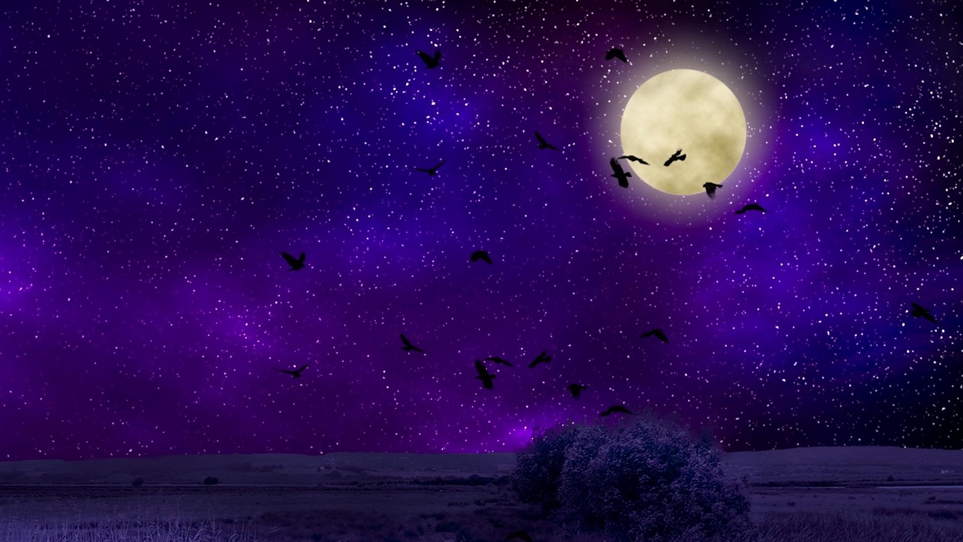 Moon Birds Night Sky Artistic HD Wallpaper