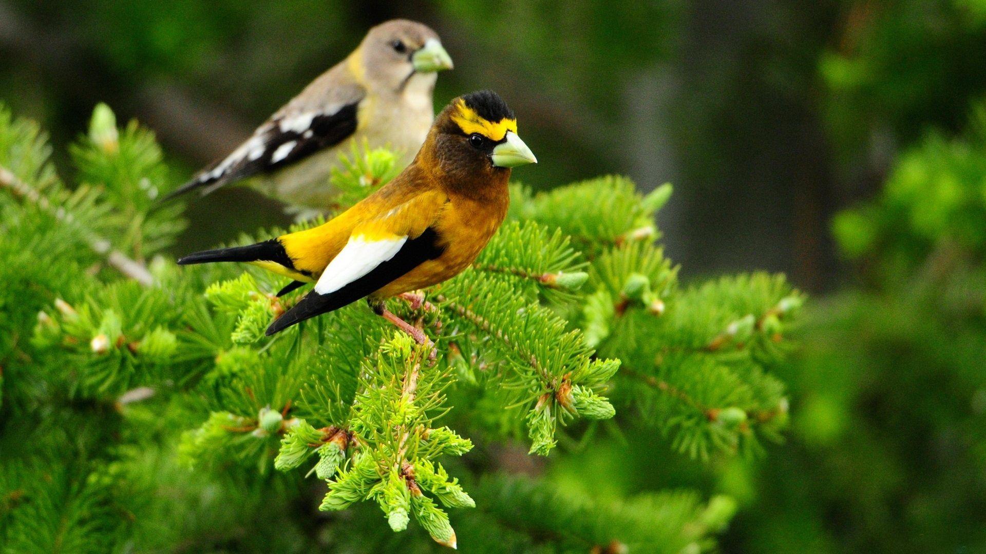 animals's Beautiful Creatures. Birds