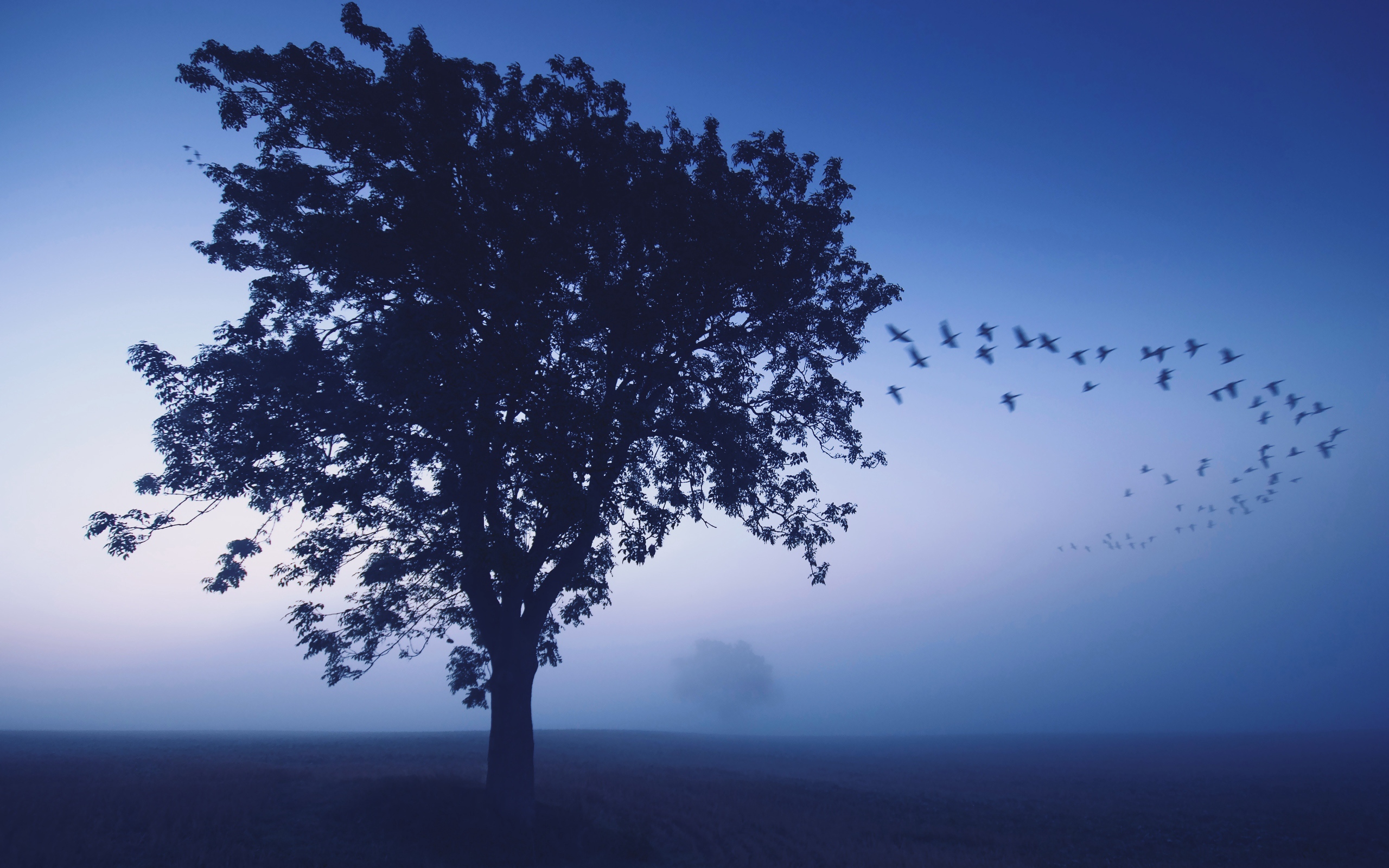 Download wallpaper 2560x1600 tree, evening, lonely, birds, wedge
