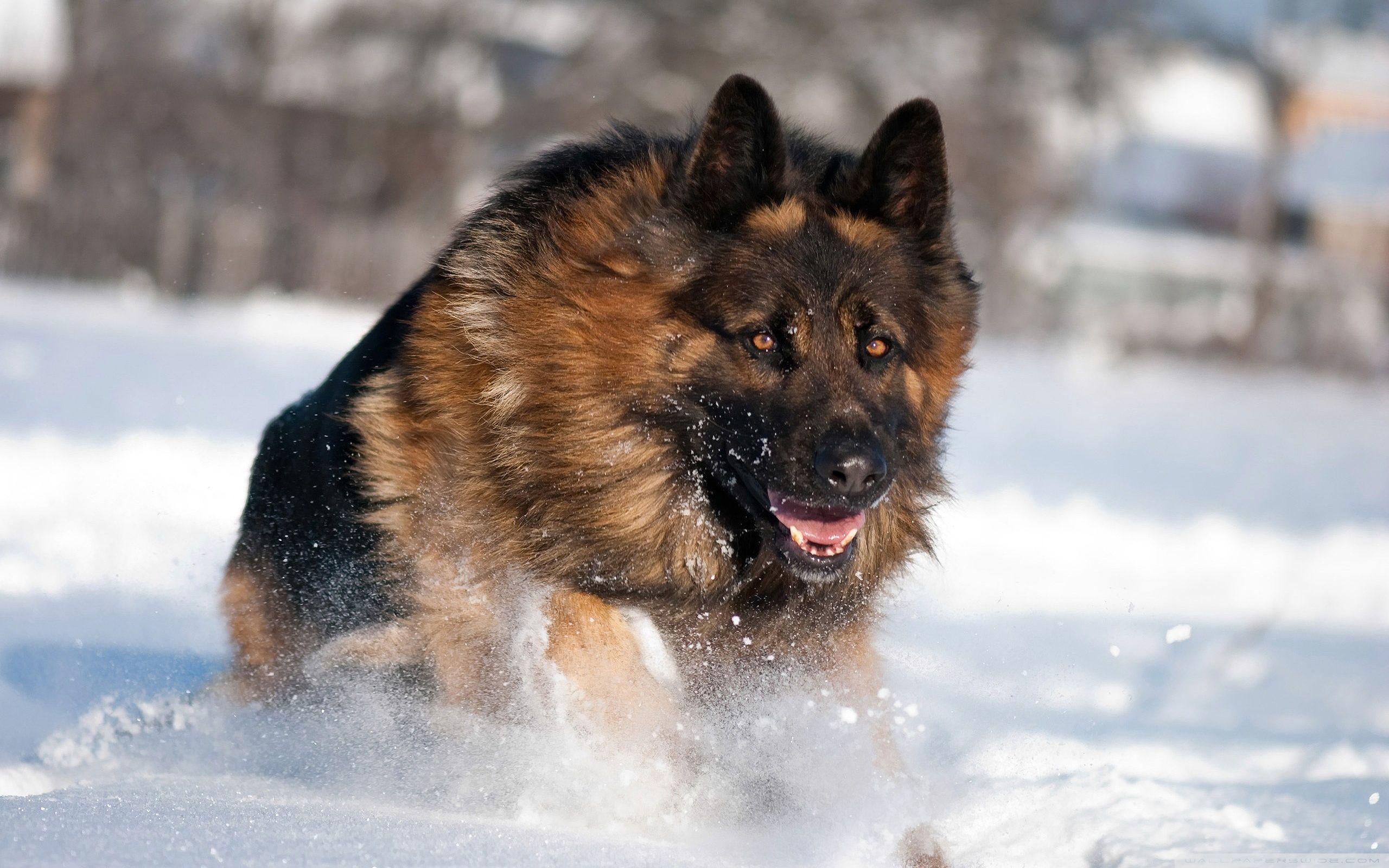 German Shepherd Running In Snow ❤ 4K HD Desktop Wallpaper for 4K