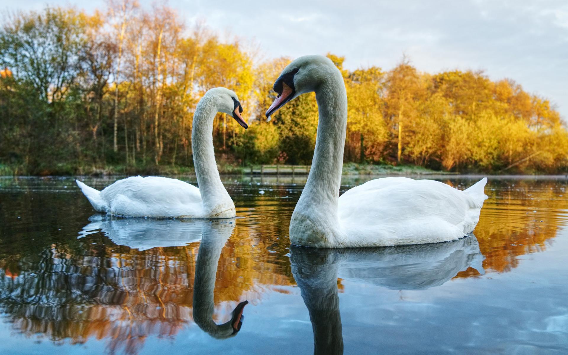 Download wallpaper lake, white swans, beautiful birds, couple