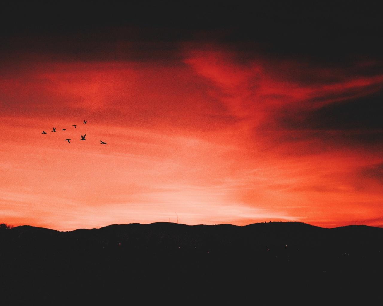 birds, night, sky, horizon desktop PC and Mac wallpaper