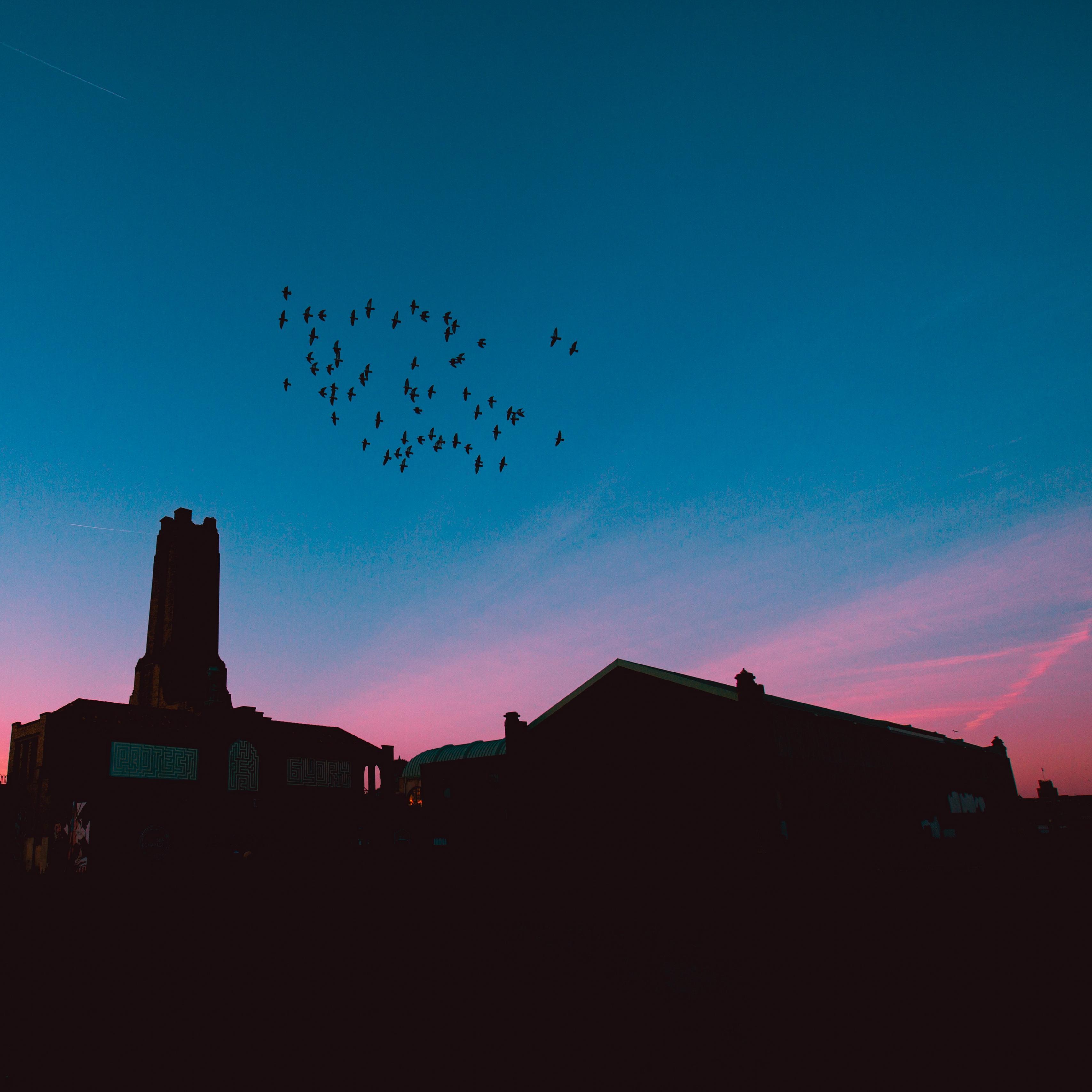 Download wallpaper 3415x3415 flock, birds, night, roofs ipad pro