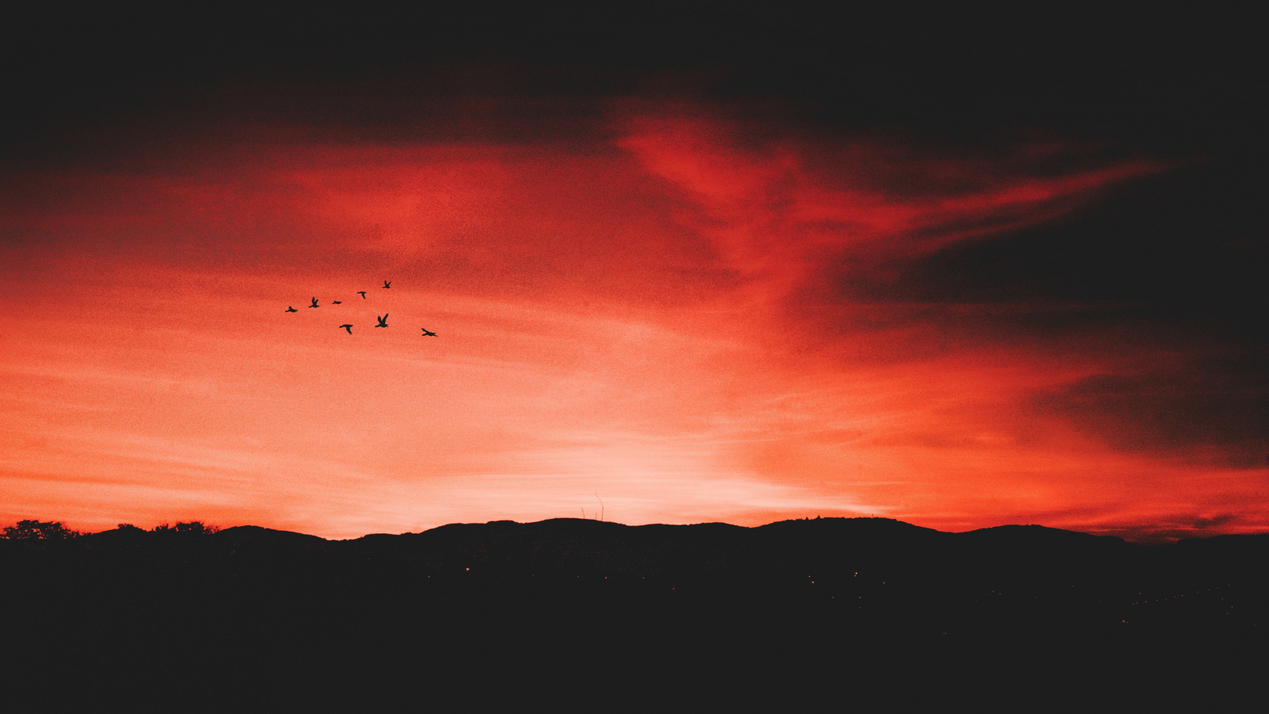 birds, night, sky, horizon desktop PC and Mac wallpaper