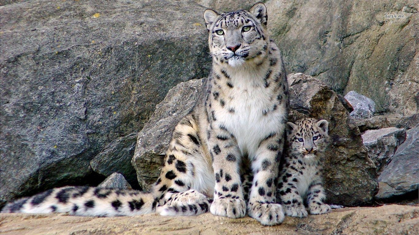 Snow Leopard Wallpaper. Snow leopard with cub wallpaper. Wild cats