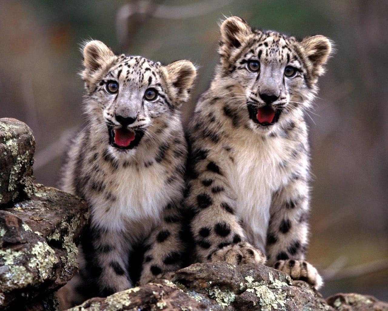 Two leopards, baby animals, snow leopards, animals, leopard animal