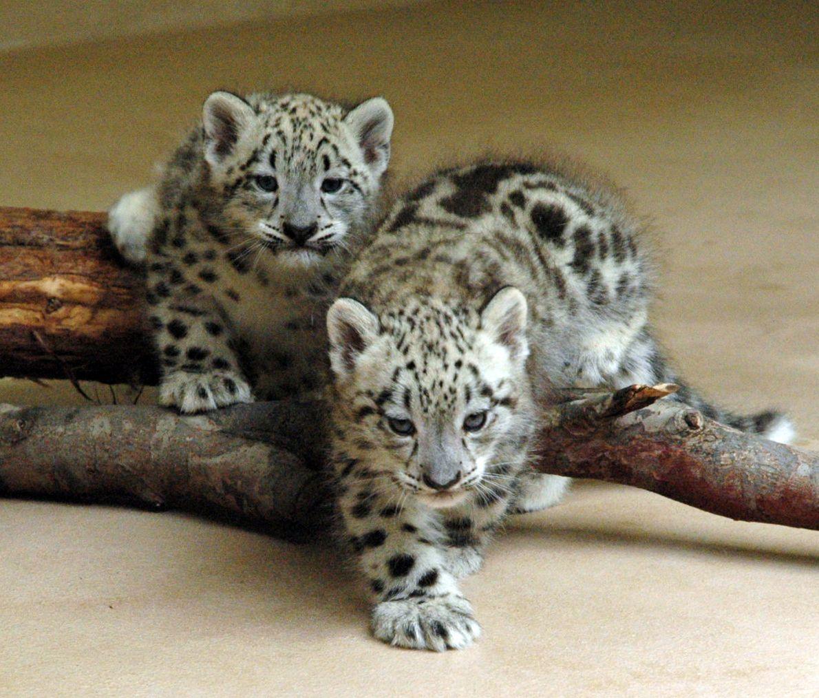 Snow Leopard Cubs. Dreaming of Leopard Cubs