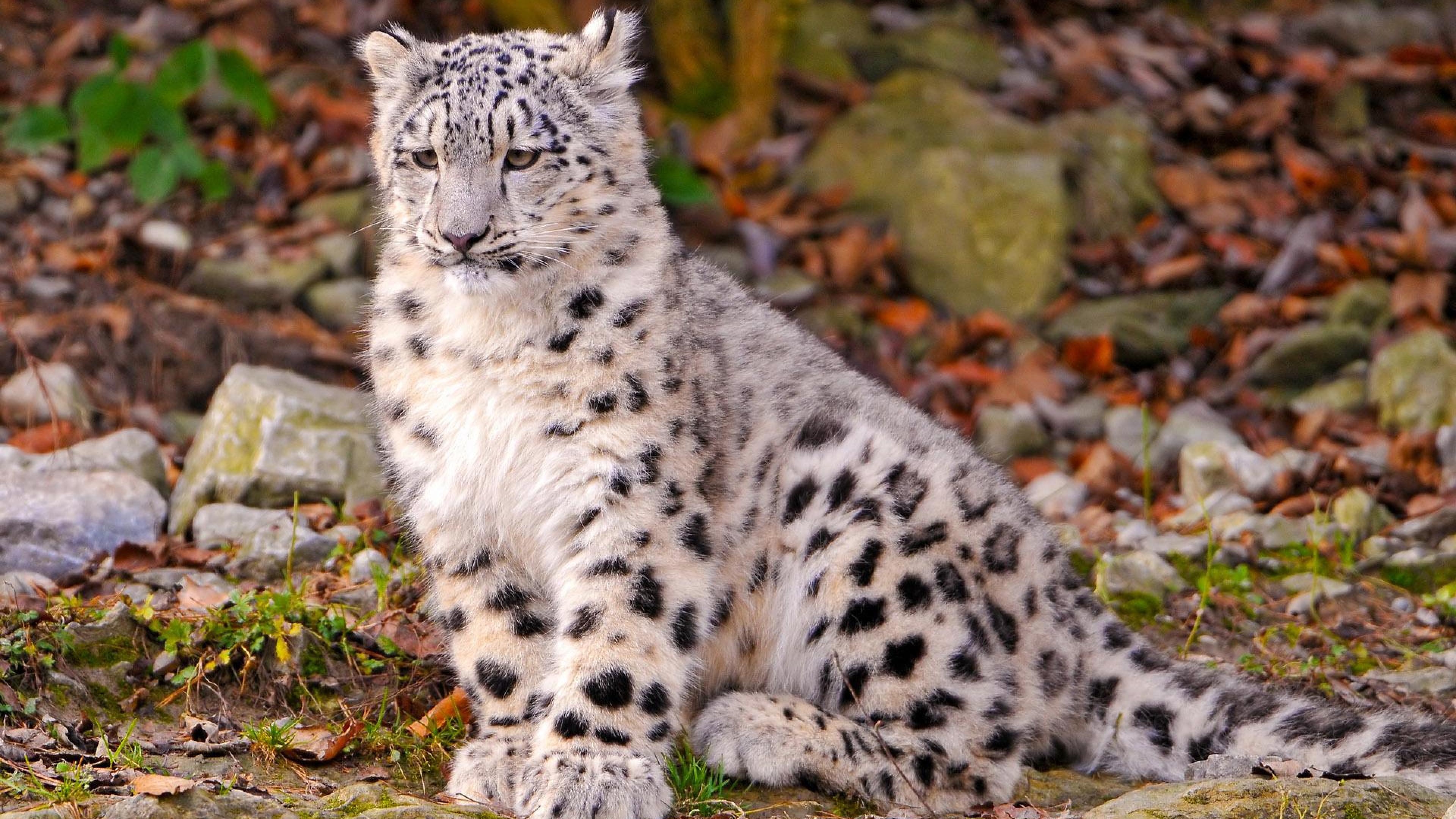 leopard animals snow leopard cub snow cub leopard 16437