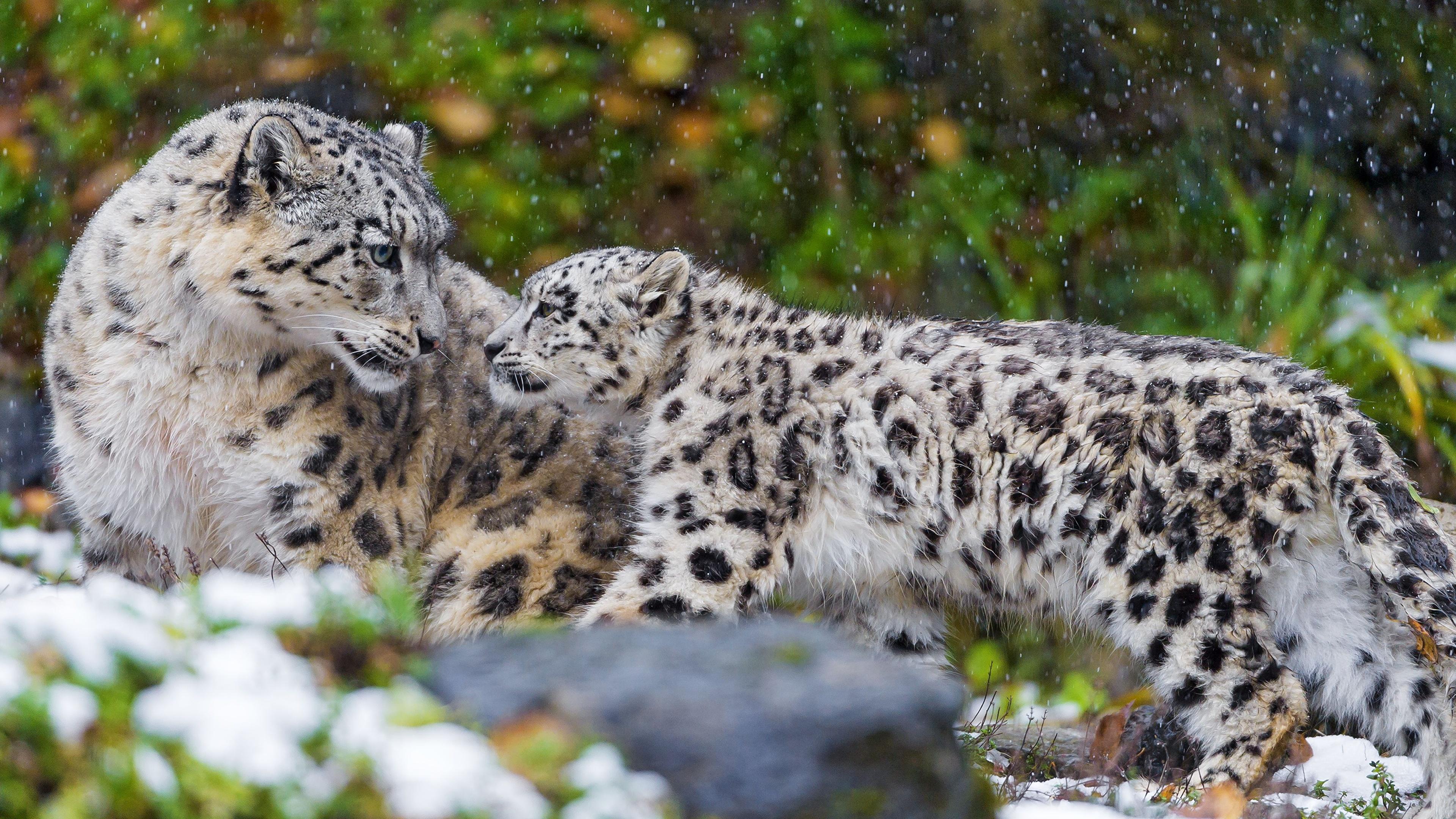 Wallpaper Big cats Snow leopards Cubs animal 3840x2160