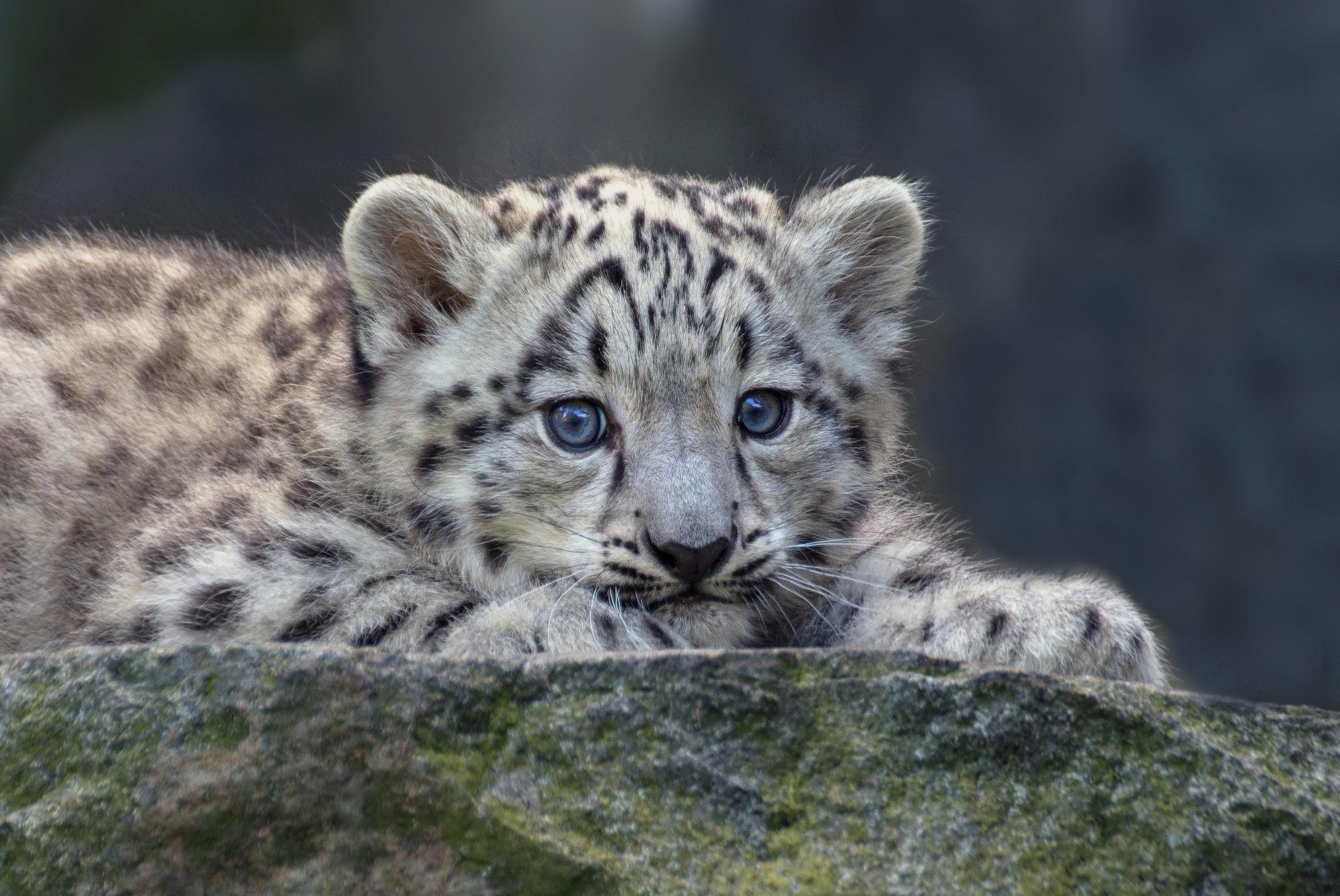Snow Leopard Cubs Wild Animals Wallpapers Wallpaper Cave