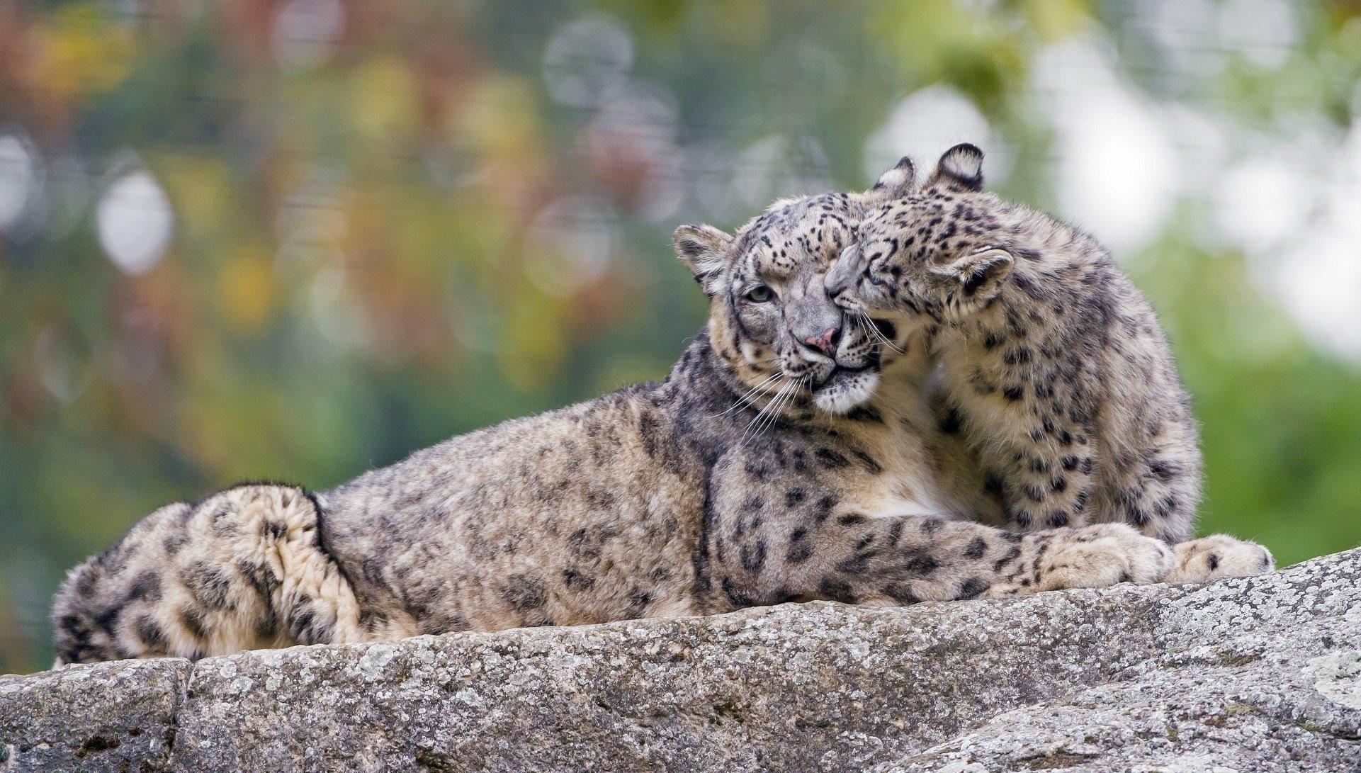 snow, Leopard, Wild, Cat, Predator, Couple, Family, Mother, Cub
