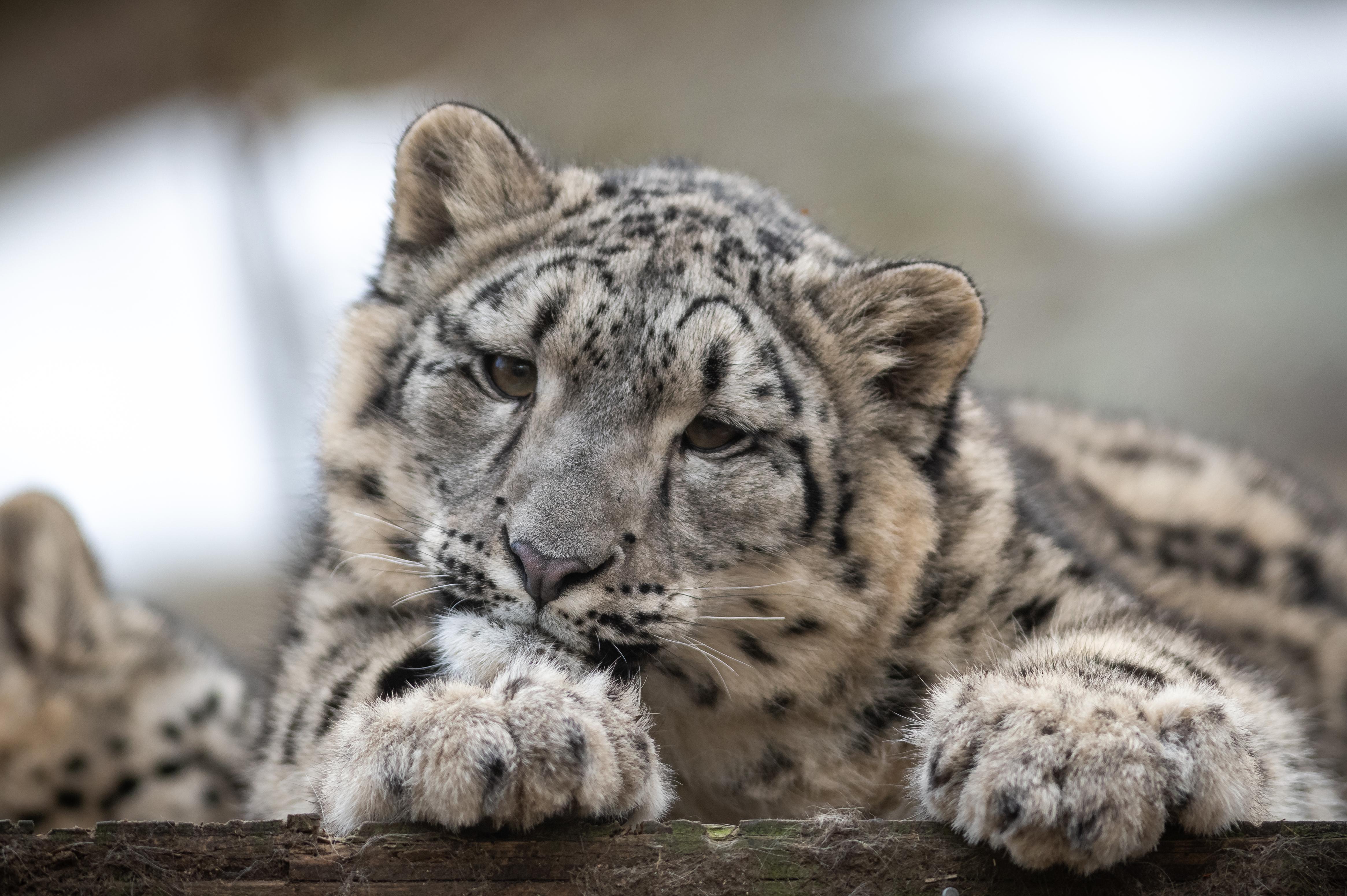 wallpaper snow leopard, leopard, cub, predator, spotted, wildlife HD