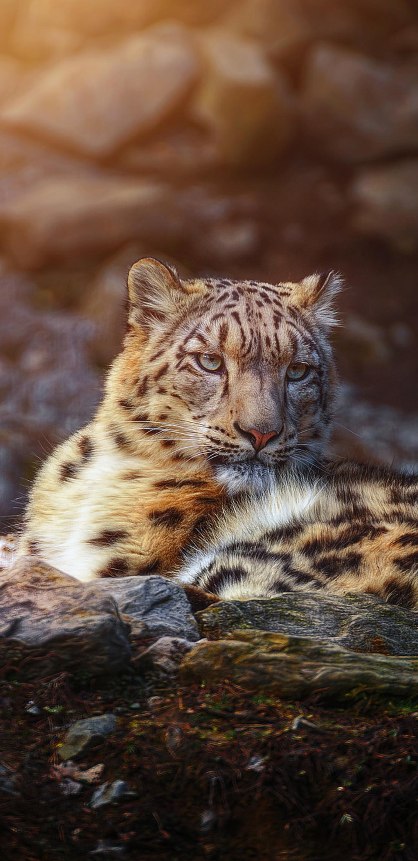 Snow Leopard Wild Animal Samsung Galaxy Note S S8
