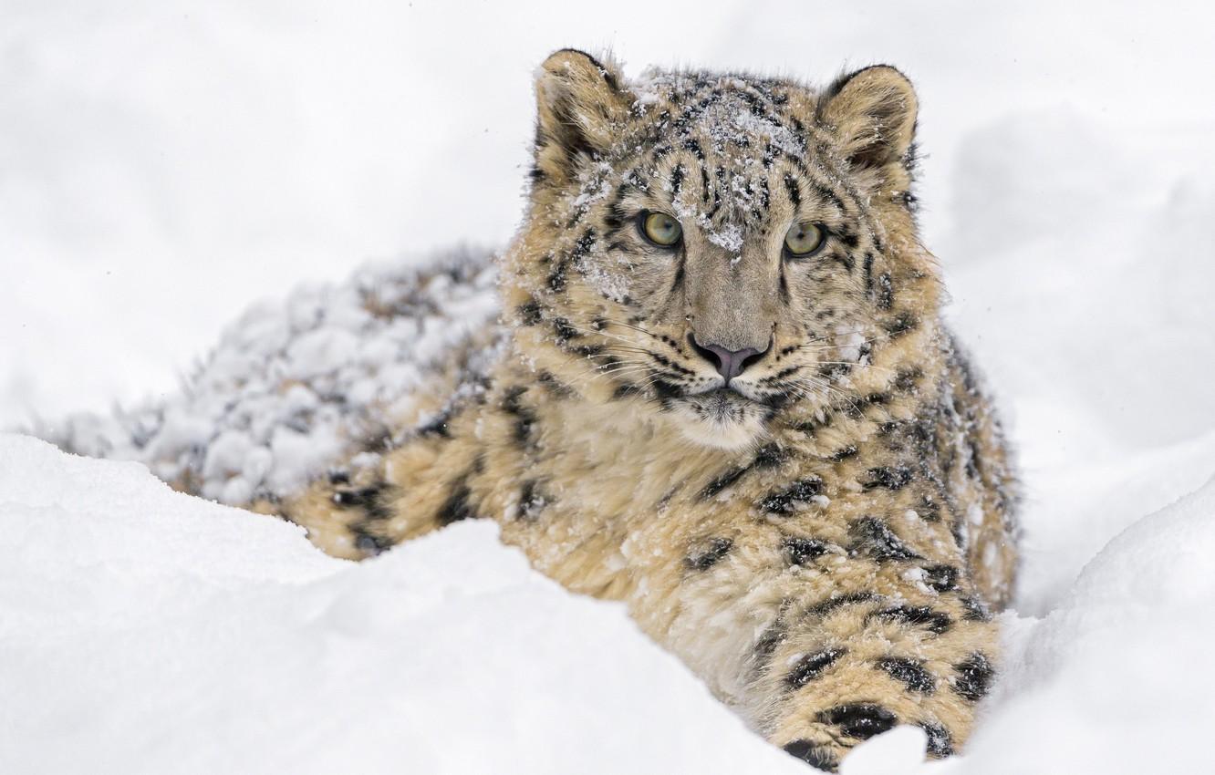 Wallpaper winter, face, snow, predator, lies, IRBIS, snow leopard