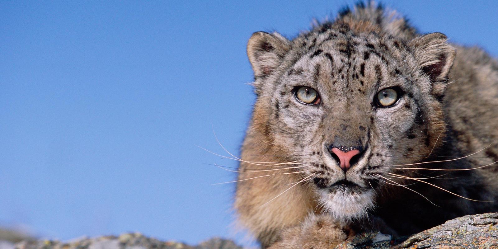 Snow Leopard Cubs Wild Animals Wallpapers - Wallpaper Cave