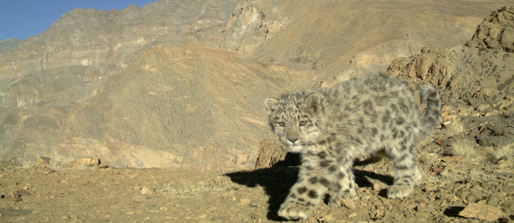 Essential Facts About Snow Leopard Cubs Leopard Trust