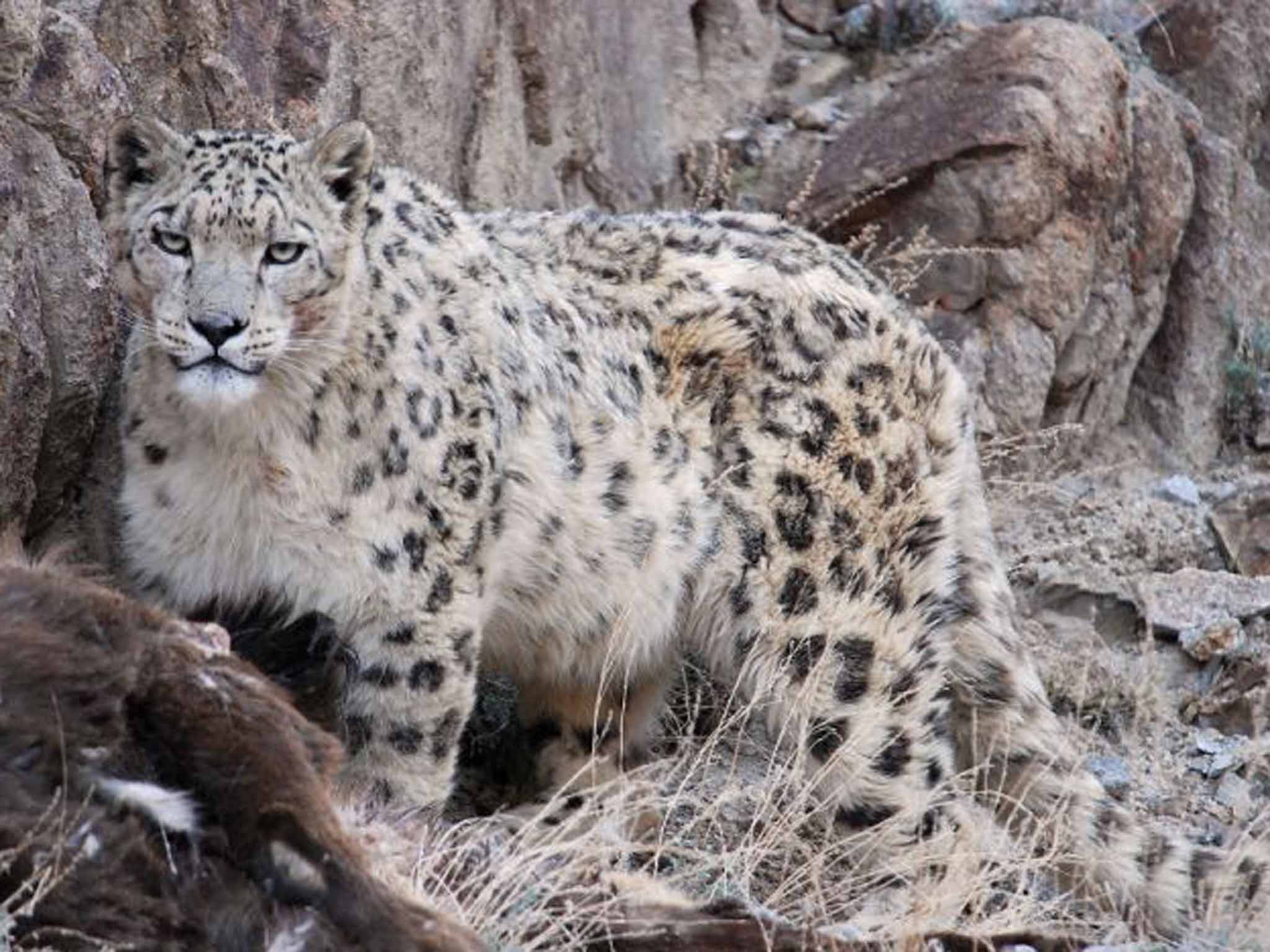 Leopards moving into snow leopard mountain territory on Tibetan