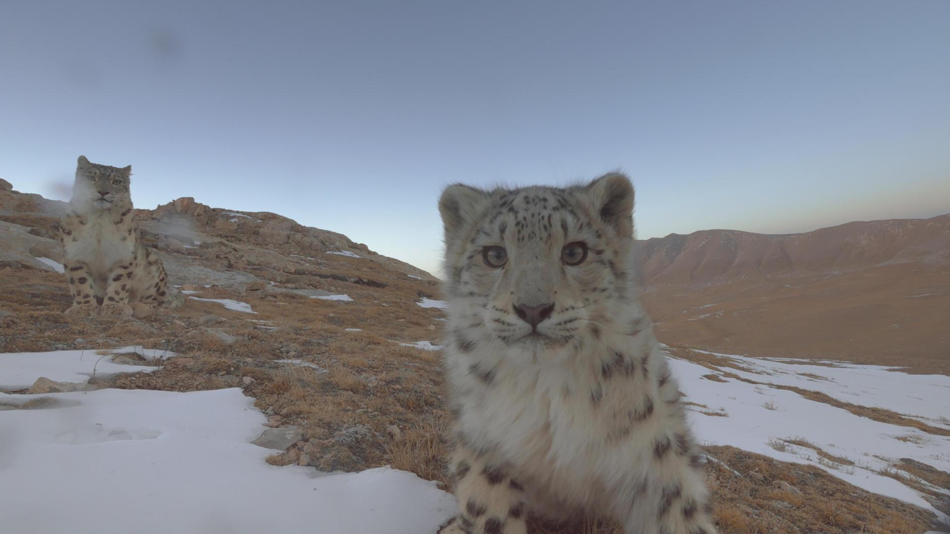 Jackson Filmmaker Gains Trust of Elusive Snow Leopards. Wyoming