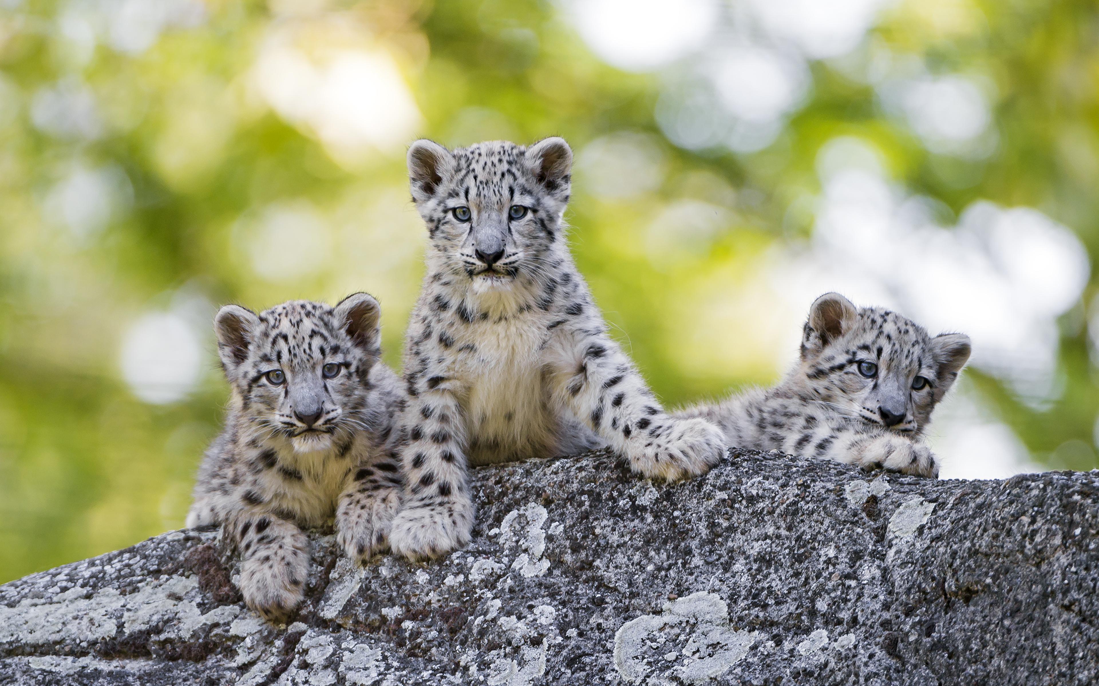 Wallpaper Snow leopards Cubs Three 3 animal 3840x2400