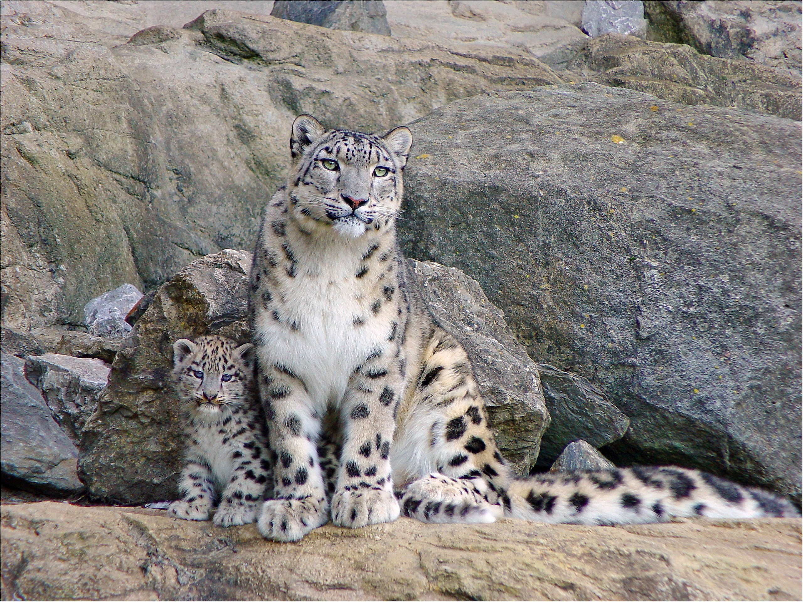 Snow leopards, Rocks, Steam, Cub wallpaper and background
