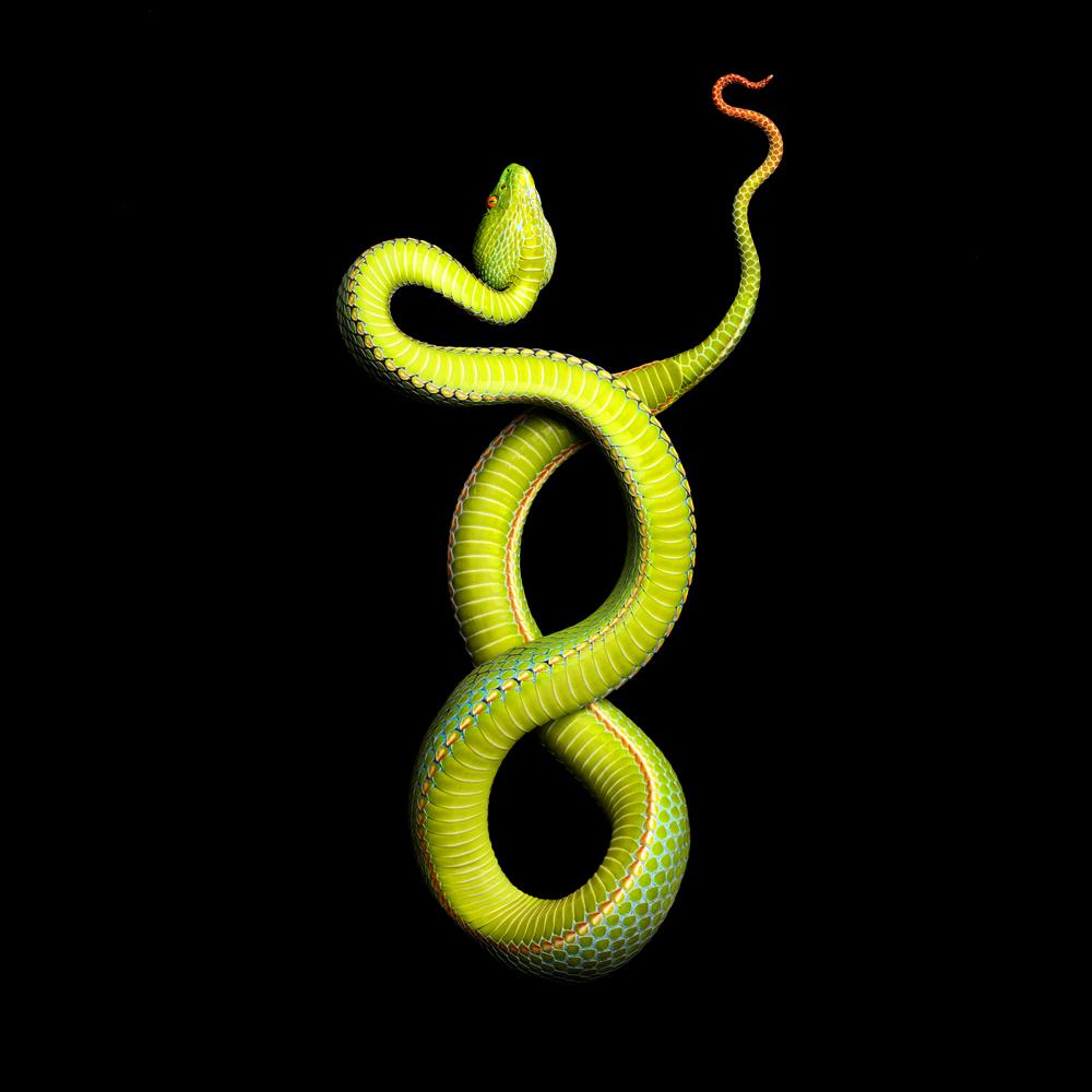Vivid Snake Photo Come at a Cost