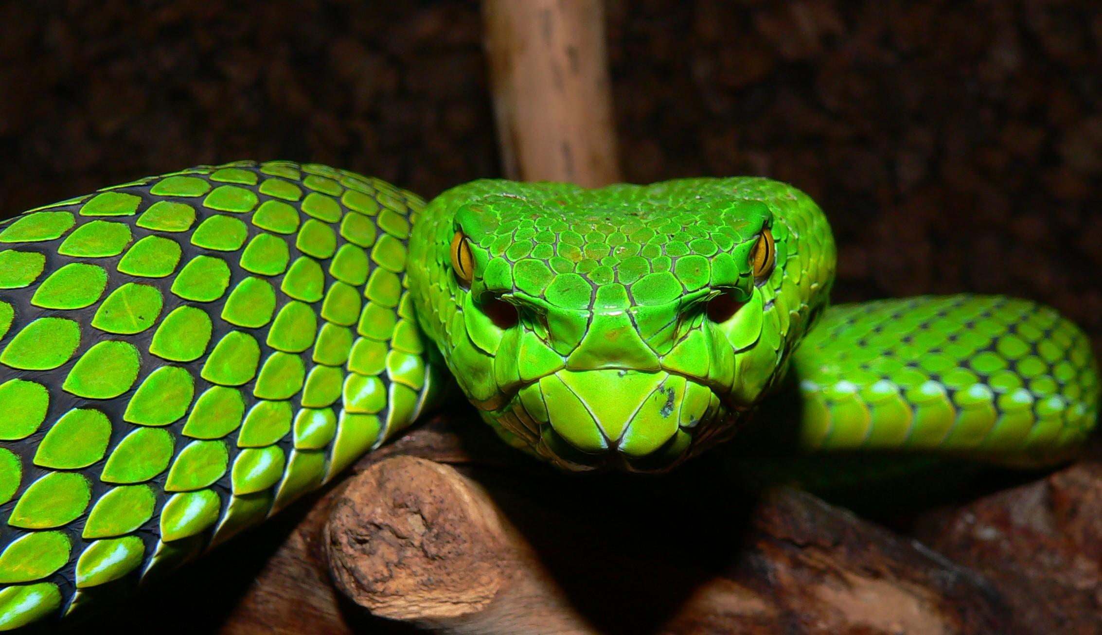 Vogel s Pit Viper Trimeresurus Vogeli Wallpapers Wallpaper Cave