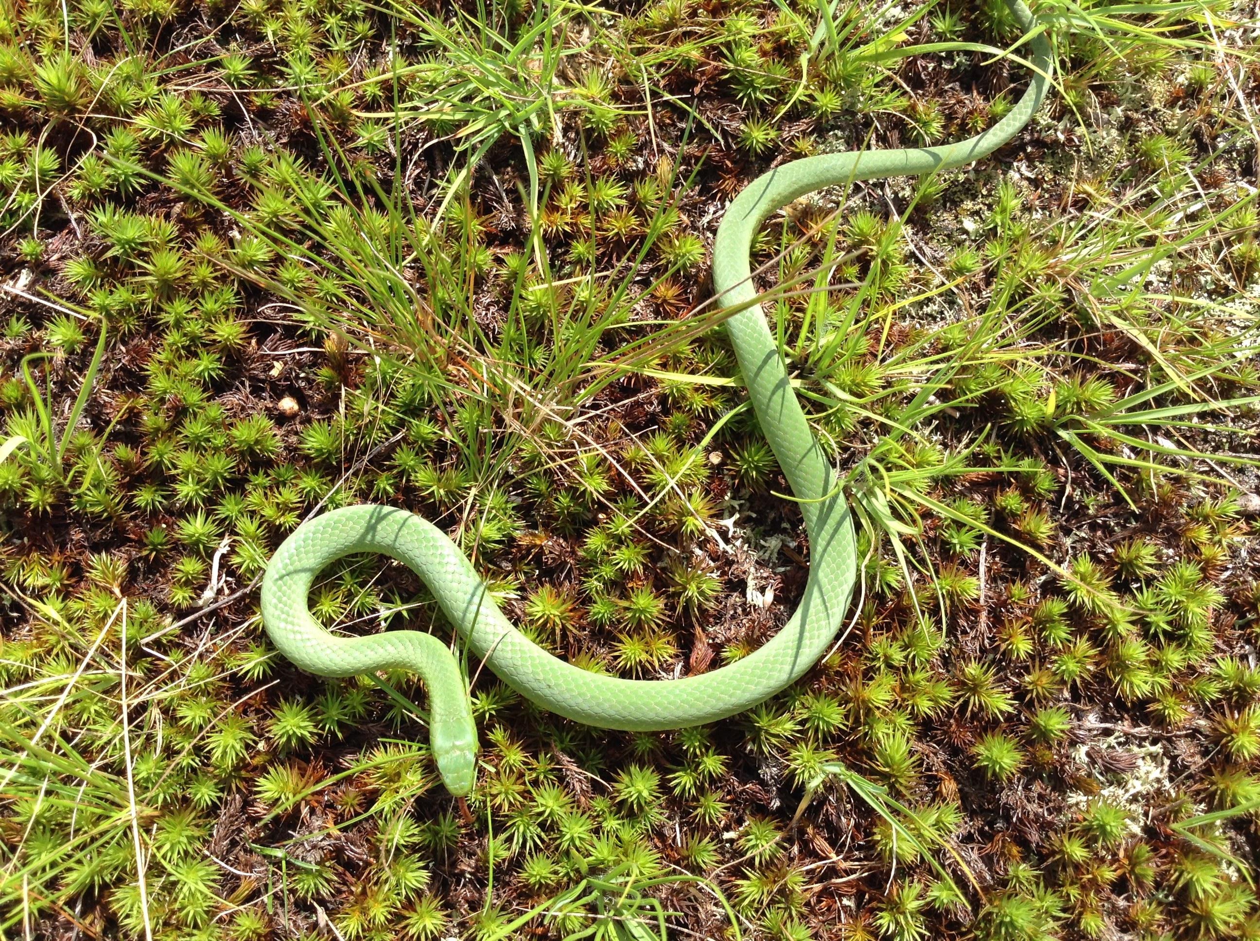 Green Snake Wisconsin