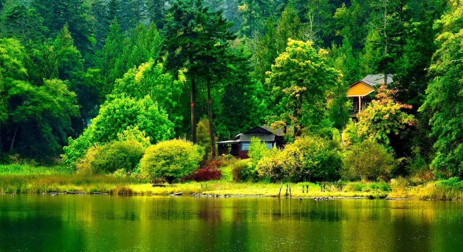 Lakes: Lake Greenery Serenity Tranquility Forest Calm Cottages