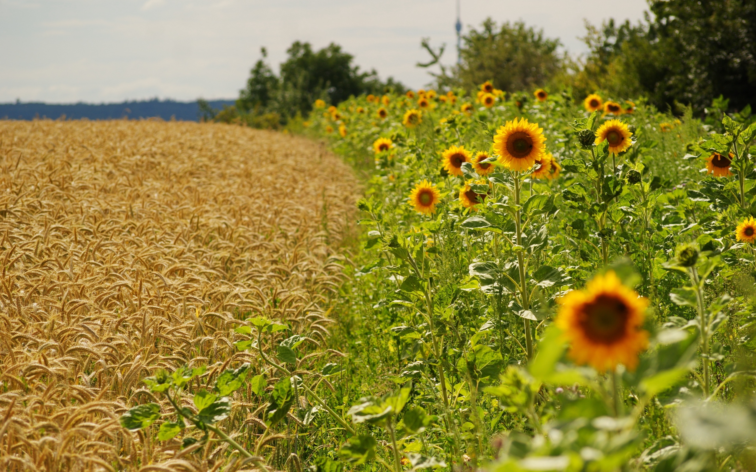Download wallpaper 2560x1600 sunflowers, ears, summer, fields