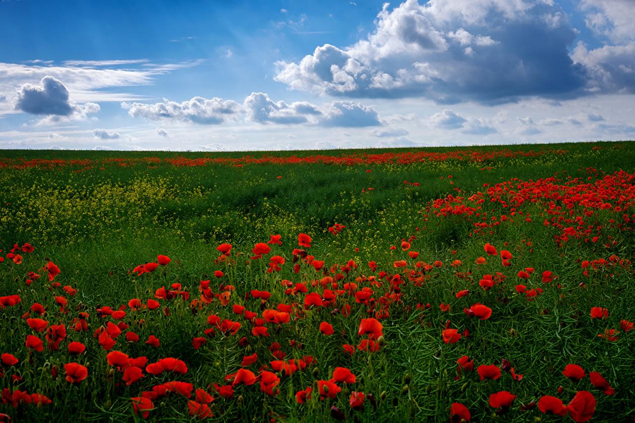 Photo Nature Summer Sky Fields flower Poppies Grass Many Clouds