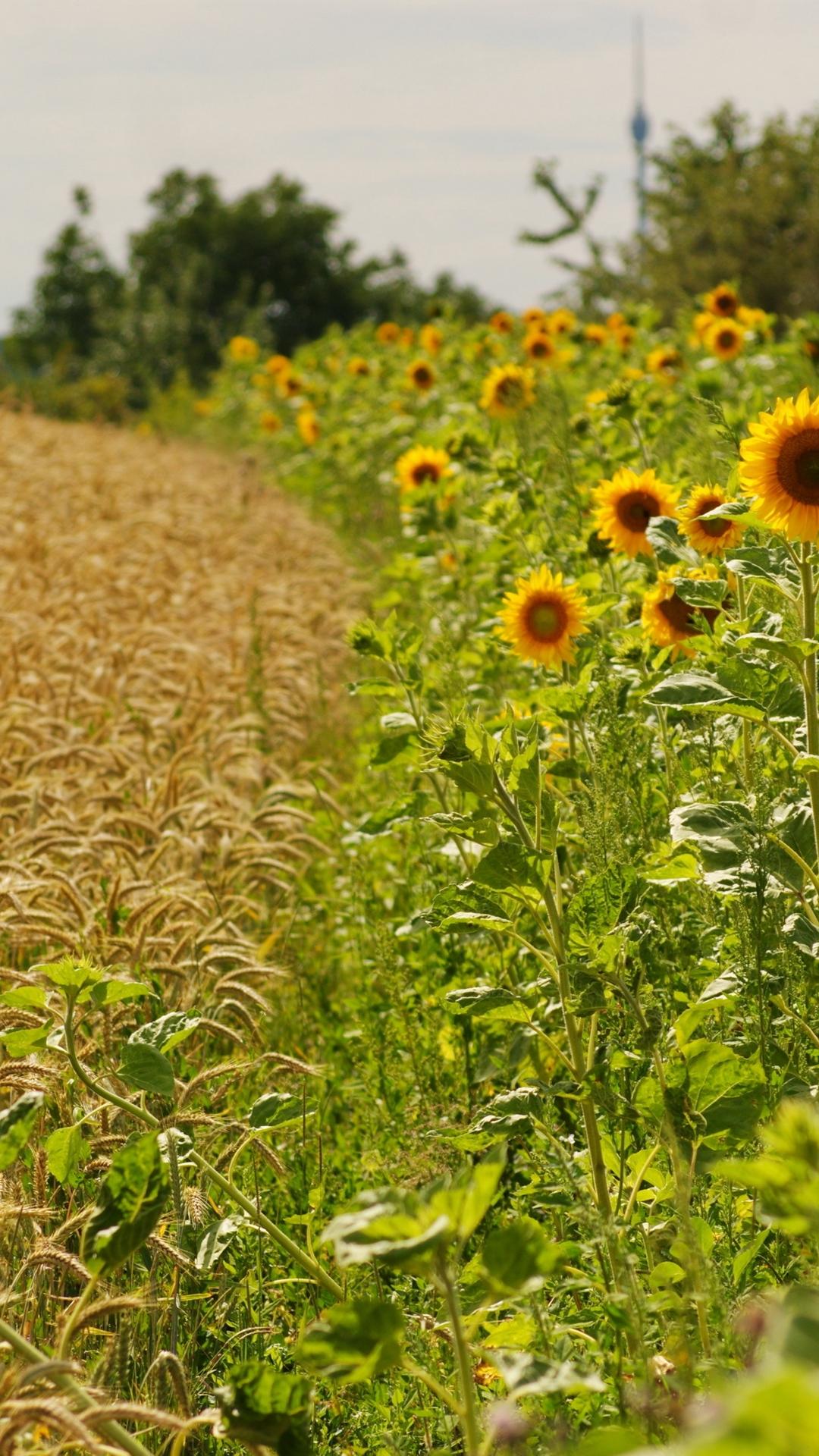 Download wallpaper 1080x1920 sunflowers, ears, summer, fields