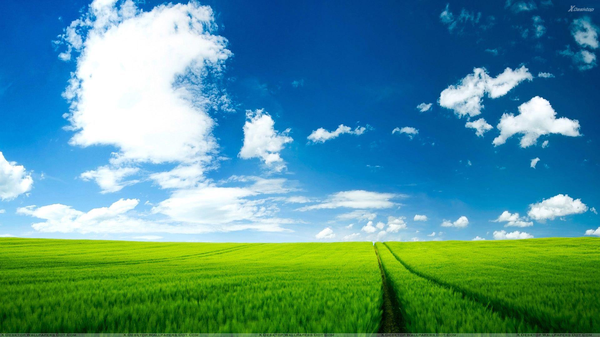 cool Summer Green Fields Background Image. Photo background image
