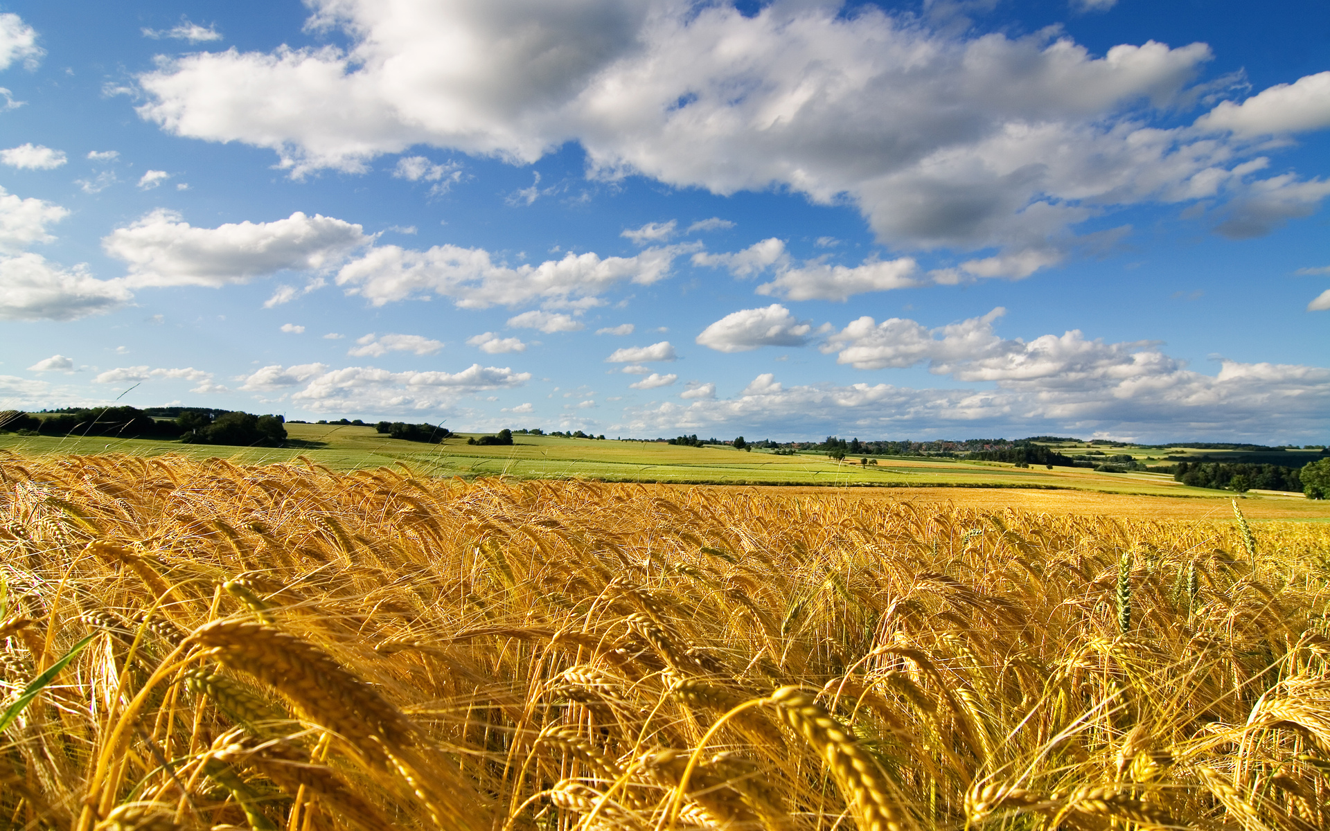 Corn Field wallpaper