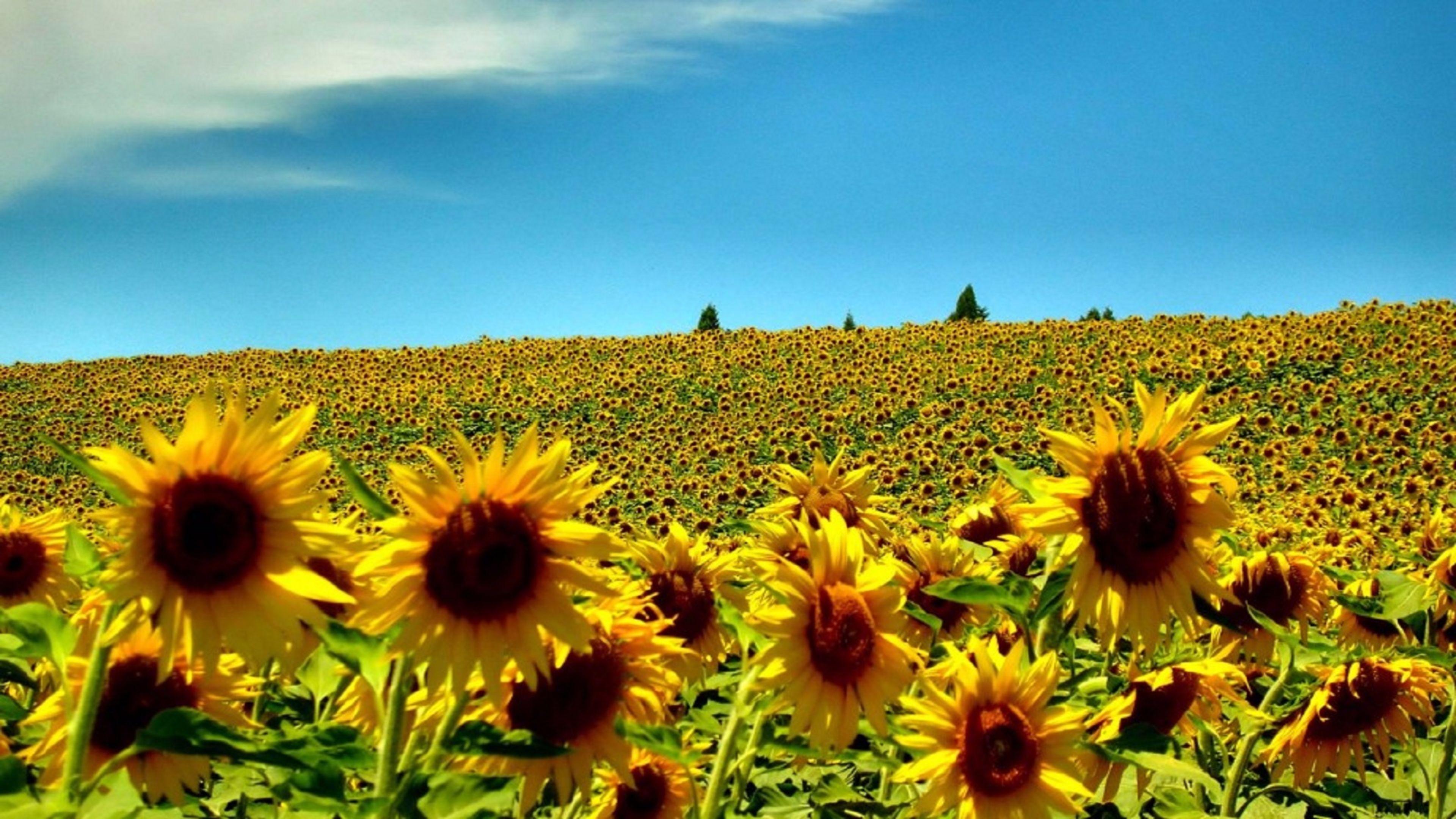 Sunflowers Bloom Summer 4K wallpaper