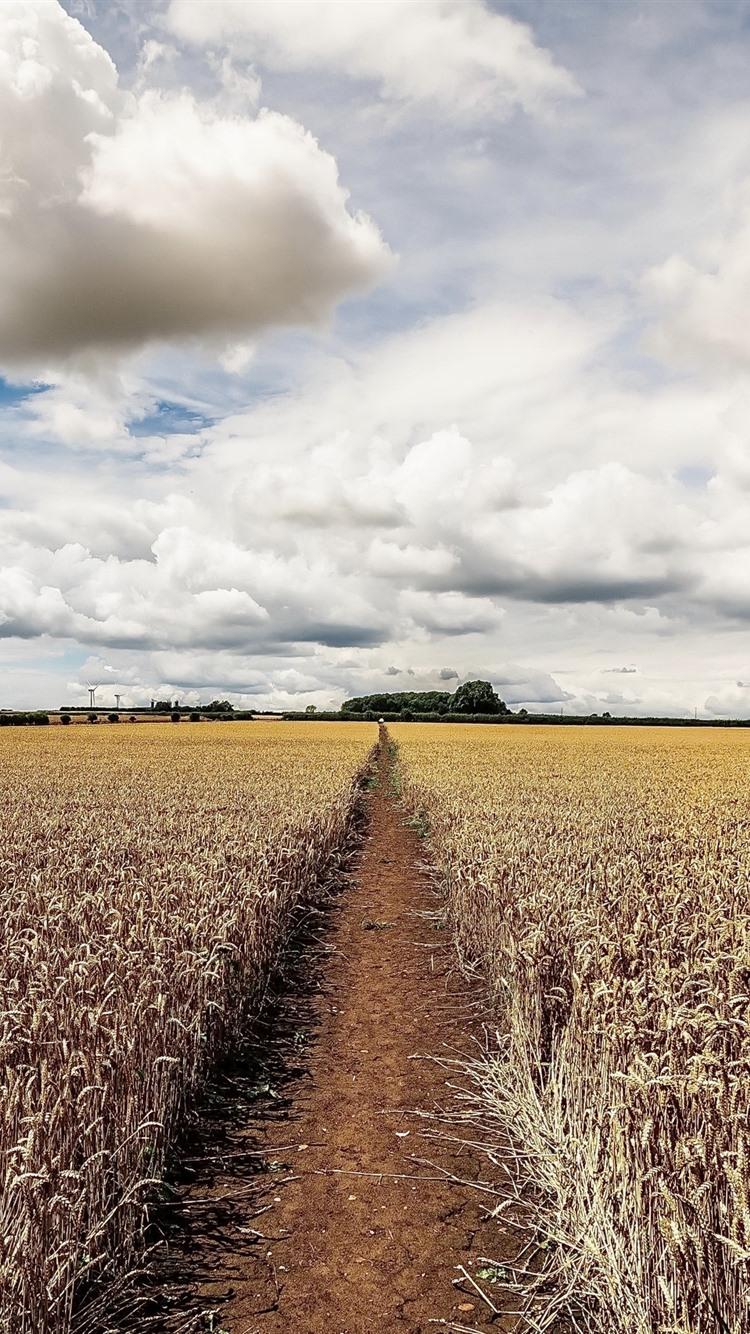 Summer, Fields, Clouds, Sky 750x1334 IPhone 8 7 6 6S Wallpaper