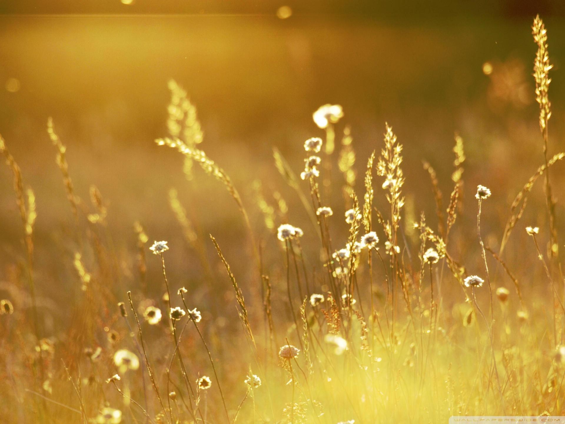 Summer Sunlight Over Field ❤ 4K HD Desktop Wallpaper for 4K Ultra