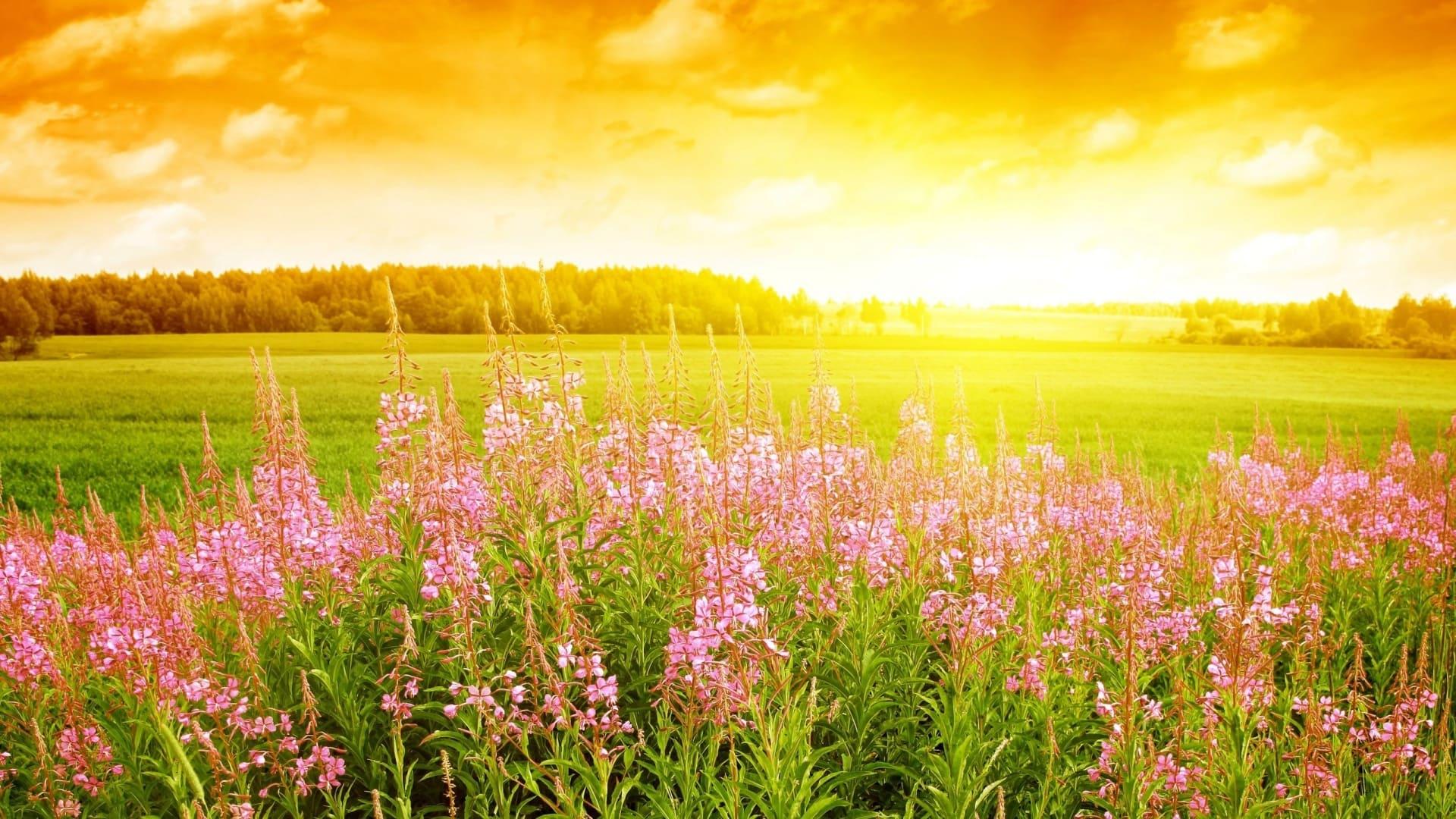 image of Beautiful Summer Nature. 100 Photo for Your Desktop