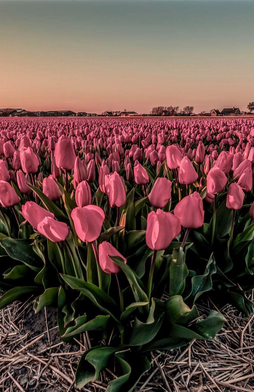 Tulip farm by Chris Hornung (Netherlands). Earth Laughs With