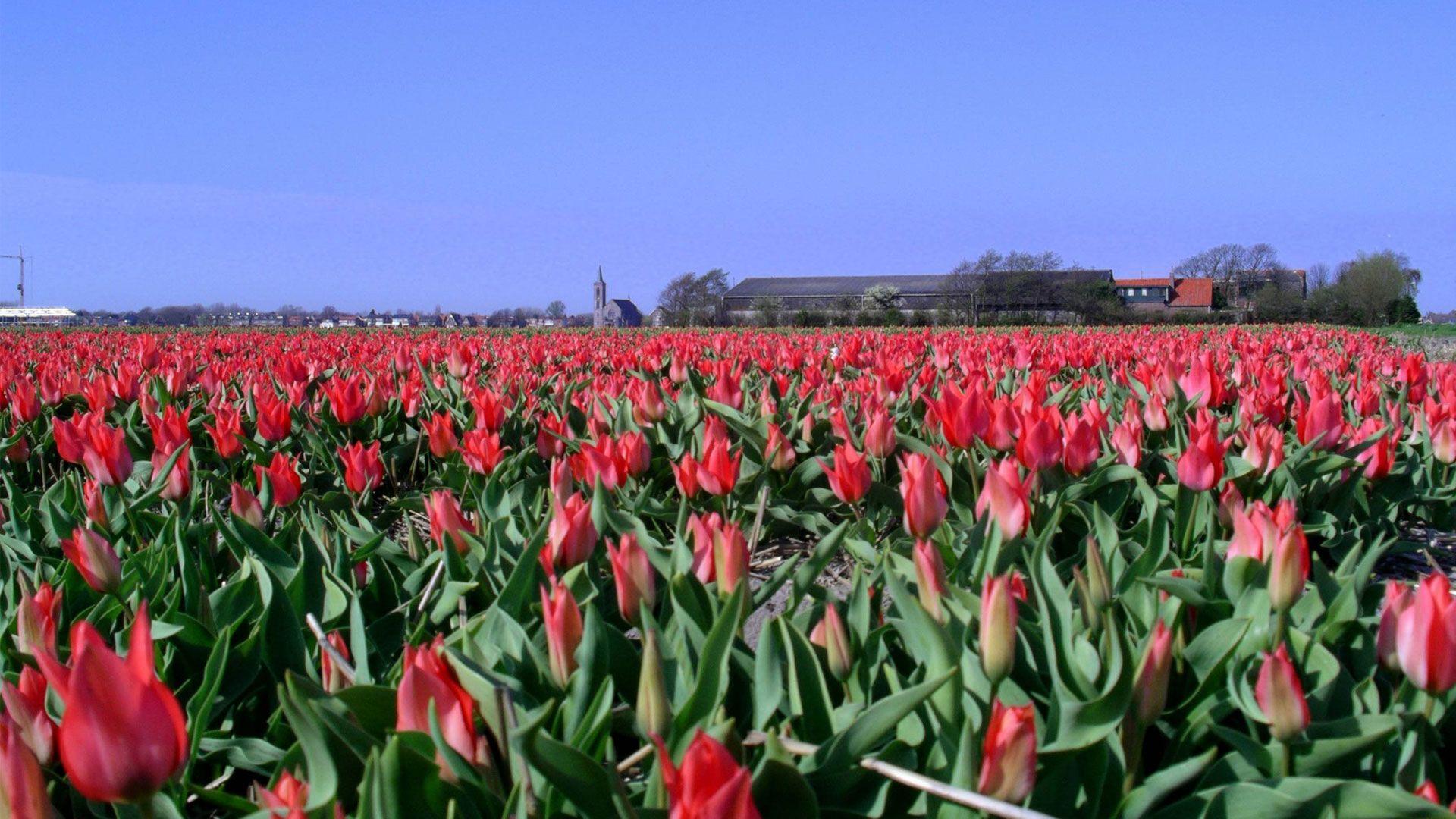 Tulip flower farm wallpaper. Netherlands Tourism. Amsterdam tulips