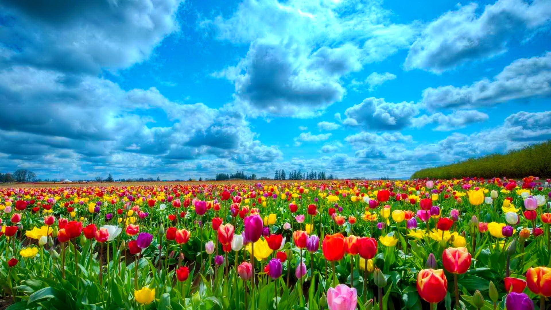 A field of tulips. Beautiful flowers wallpaper, Field wallpaper, Flowers nature